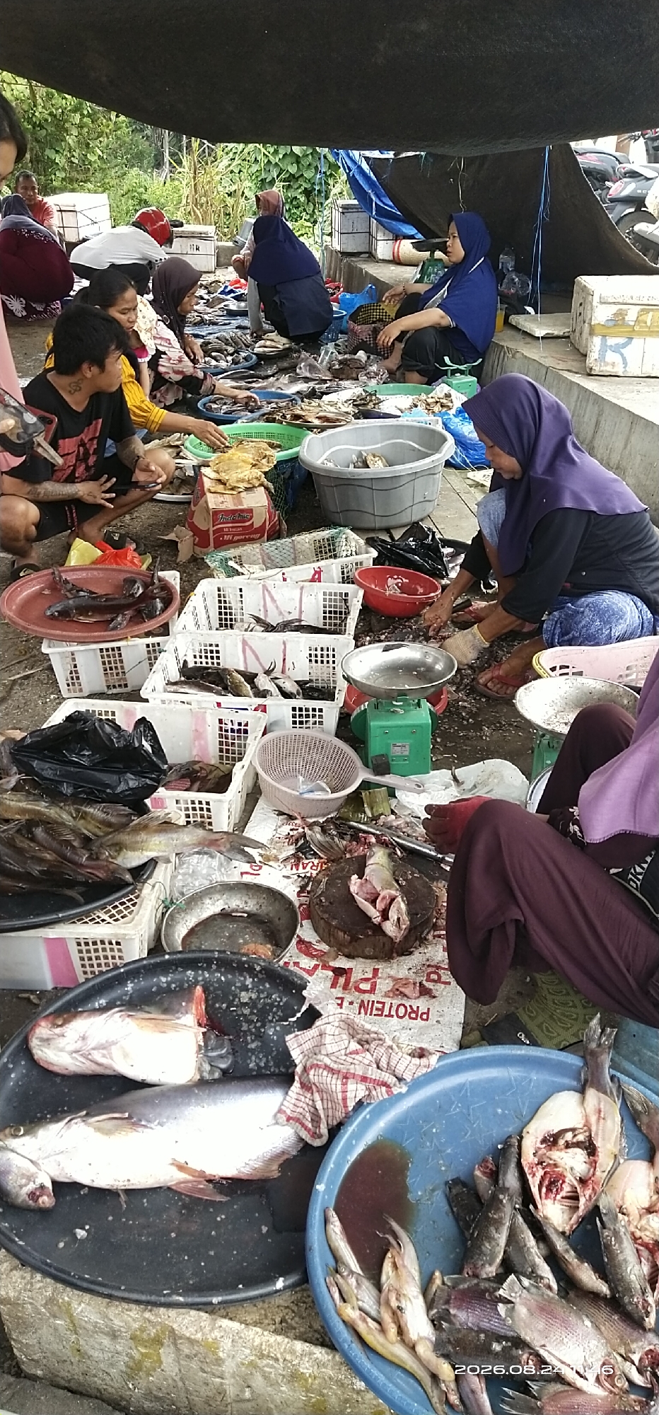 A busy outdoor fish market is depicted in Tamiang Layang, Indonesia. Several individuals, predominantly women wearing hijabs, are actively engaged in selling and preparing fish. The market appears to be set up under a large, dark tarp, providing shade from the sun.
In the foreground, a variety of fish are displayed on trays and in white plastic crates. Some fish are whole, while others have been cleaned or are being prepared for sale. A large wooden chopping block with a fish being cut on it is visible, along with various metal bowls and a green mechanical scale. In the lower right corner, a blue plastic tub is filled with prepared fish.
Several people are kneeling and sitting on the ground, interacting with the fish and customers. One man in a black t-shirt is looking towards the camera, while a woman in a blue hijab is attending to the fish. Another woman, also in a purple hijab, is seen in the process of preparing fish with gloves on.
The ground is covered with the fish and related items, with some crates and plastic bags scattered around. In the background, more crates of fish and what appears to be a motorcycle are visible, suggesting the market extends further. The overall atmosphere is one of active commerce and food preparation in a rustic market setting.