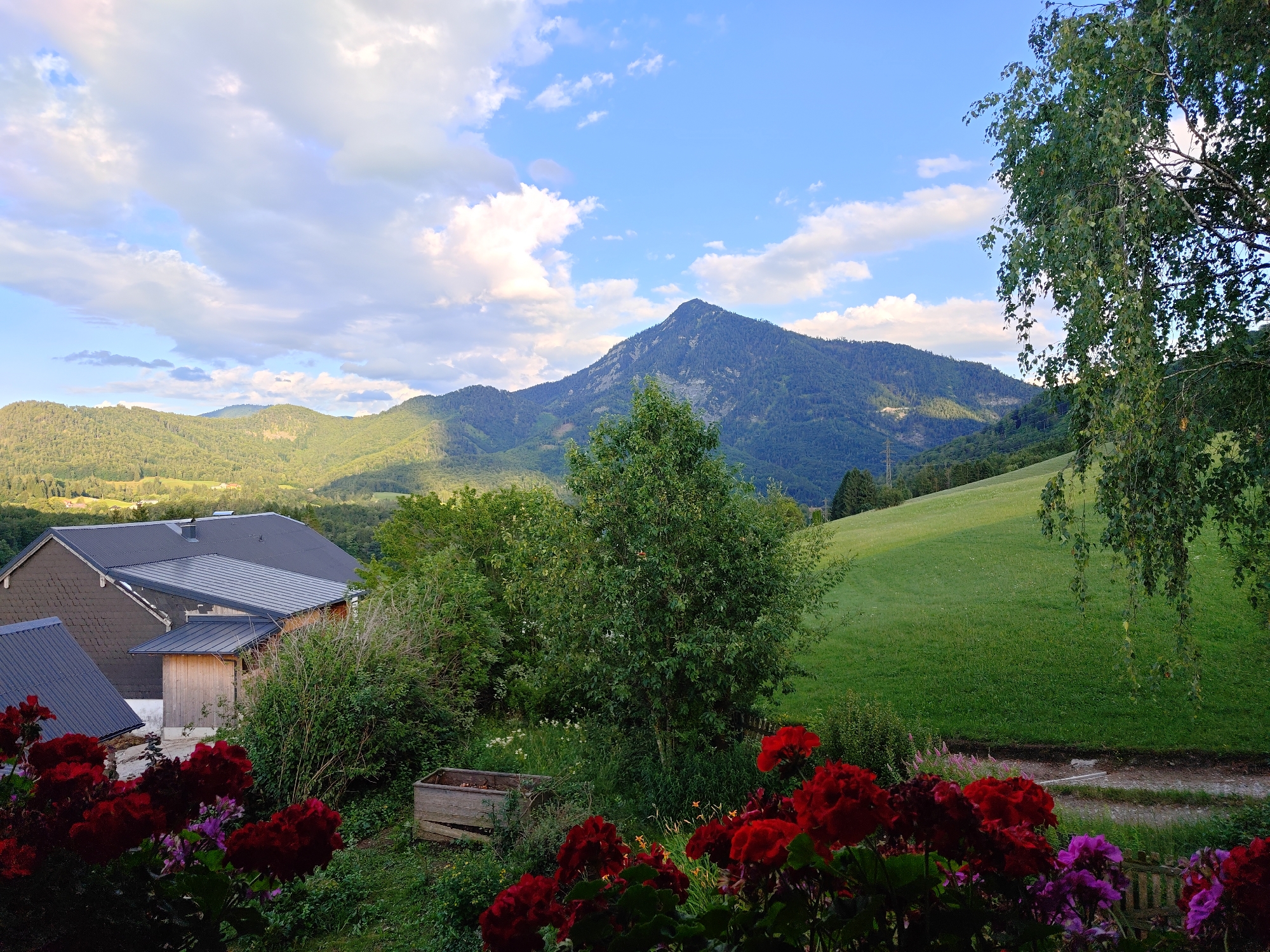 This image depicts a picturesque landscape scene in Hinterebenau, Austria, likely captured during the late afternoon or early evening. The sky is a vibrant blue, dotted with fluffy white clouds, suggesting fair weather.
The foreground is dominated by a cluster of deep red and purple flowers, likely geraniums, adding a splash of color to the scene. Behind the flowers, a wooden planter box filled with soil sits amidst lush green foliage. To the left, a portion of a residential building is visible, featuring a dark grey, steeply pitched roof and wooden accents.
The midground transitions into a dense collection of green trees and bushes, creating a natural barrier. Beyond this, a rolling green hillside slopes upwards, with a distant mountain range forming the backdrop. The largest mountain, in the center of the frame, is covered in dark green trees and appears majestic against the sky. The overall setting is tranquil and serene, evoking a sense of rural beauty and peacefulness. The presence of the building suggests a domestic setting within this natural environment. There is no visible text in the image.