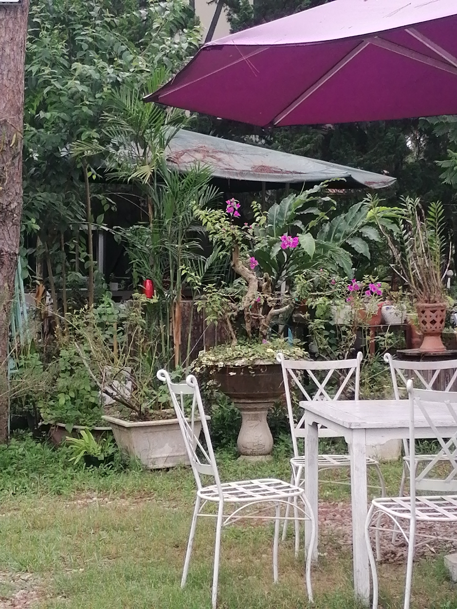 The image displays a serene outdoor garden seating area, likely part of a cafe or private retreat in Da Lat, Vietnam. In the immediate foreground, a patch of green grass indicates the ground cover.
The central focus of the foreground and midground is a set of white outdoor furniture: a sturdy white wooden table and three white metal chairs with decorative lattice backs and seats. These chairs appear to be made of wrought iron or a similar painted metal.
Beyond the seating, the scene transitions into a lush, dense garden. Numerous potted plants of varying sizes and species are arranged throughout. Prominently featured are vibrant bougainvillea bushes with clusters of bright pinkish-purple flowers, adding splashes of color to the predominantly green palette. A bonsai-like tree with a gnarled trunk is planted in a large, dark brown pot set on a stone pedestal. Other plants include palm-like foliage, ferns, and various leafy green shrubs, contributing to a rich, tropical ambiance. Several ceramic and terracotta pots hold different plants, and some taller, slender trees or bamboo-like plants stand further back.
In the background, a simple structure, possibly a shed or a small building, is partially obscured by the dense vegetation. Its roof appears somewhat aged and corrugated. A bright red mug or cup is visible among the greenery in the background, near what looks like a window opening. Overhead, a large, deep purple patio umbrella provides shade, partially visible in the upper right portion of the frame. A thick tree trunk is visible on the far left edge of the image.
The lighting suggests it is daytime, possibly overcast or diffused, creating a soft, even illumination without harsh shadows. No people are visible, lending a quiet and peaceful atmosphere to the scene. The overall impression is one of tranquility and natural beauty, consistent with the garden settings found in Da Lat. There is no visible text in the image.