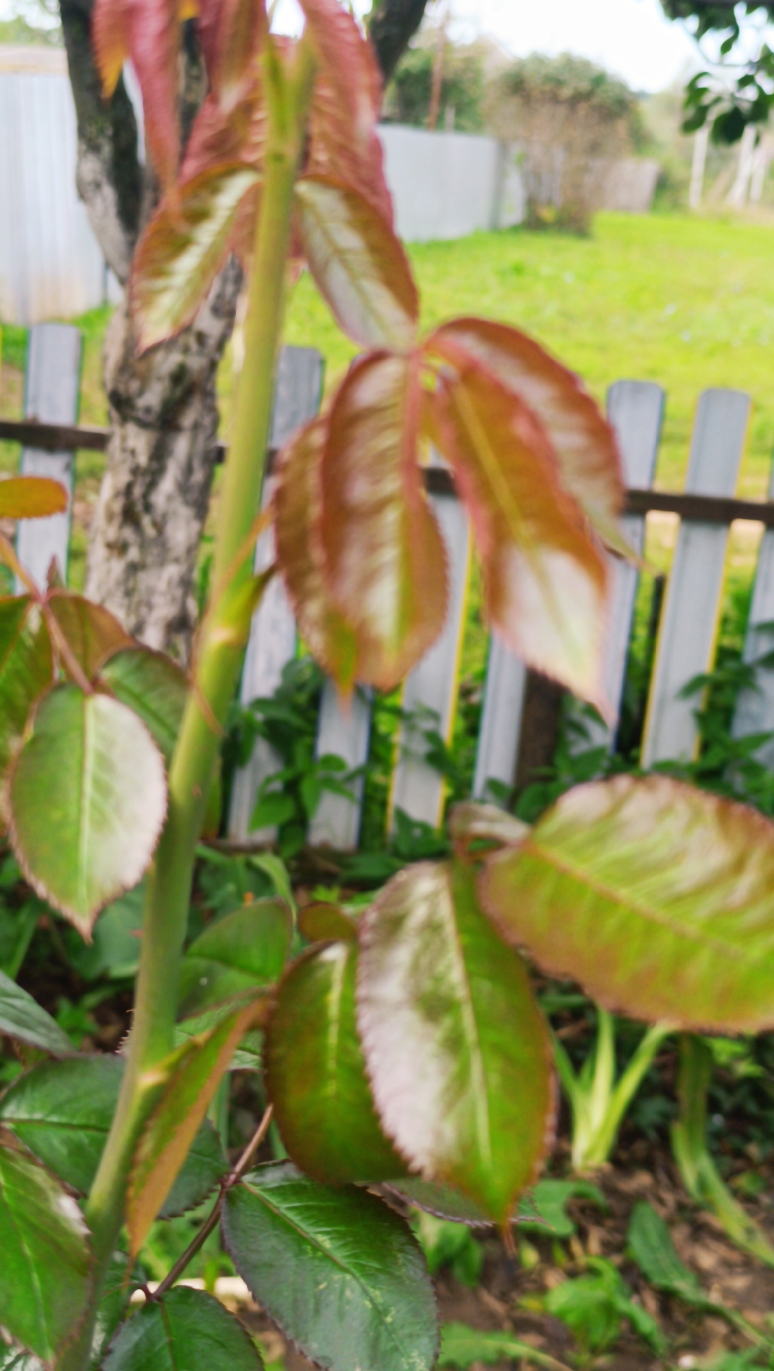 The image shows the upper part of a rose bush with new growth and leaves. The leaves are a mix of reddish-brown and green, with some showing a lighter, almost white, variegation. The stems are green, and some have small thorns visible. In the background, there is a wooden fence with vertical white slats. Behind the fence, a grassy area and some trees are visible, suggesting an outdoor, possibly garden or backyard setting. There is no indication of the city of Karsha, Russia, or any specific location. The scene is static and focuses solely on the plant and its immediate surroundings.