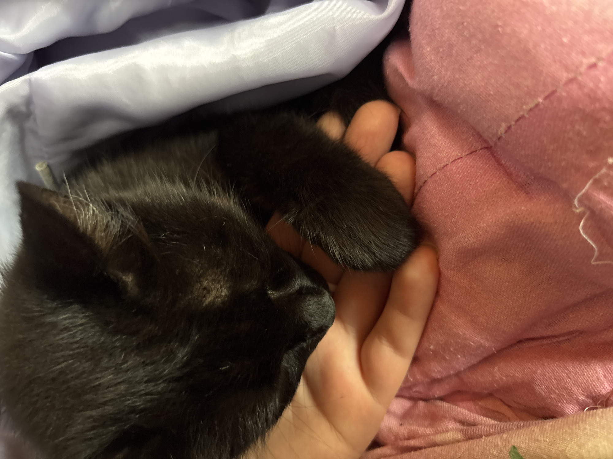 A close-up shot captures a black kitten nestled in a person's hand. The kitten's dark fur is soft and appears to be partially covered by a pale purple fabric, possibly a blanket. The kitten's head is lowered, resting on the hand, and one of its front paws is visible, also resting on the hand. The hand is fair-skinned and gentle. The background is dominated by textured pink fabric, suggesting the scene is taking place indoors, perhaps on a bed or sofa. The lighting is soft, creating a cozy and intimate atmosphere. The location is unspecified but the overall impression is one of comfort and care.