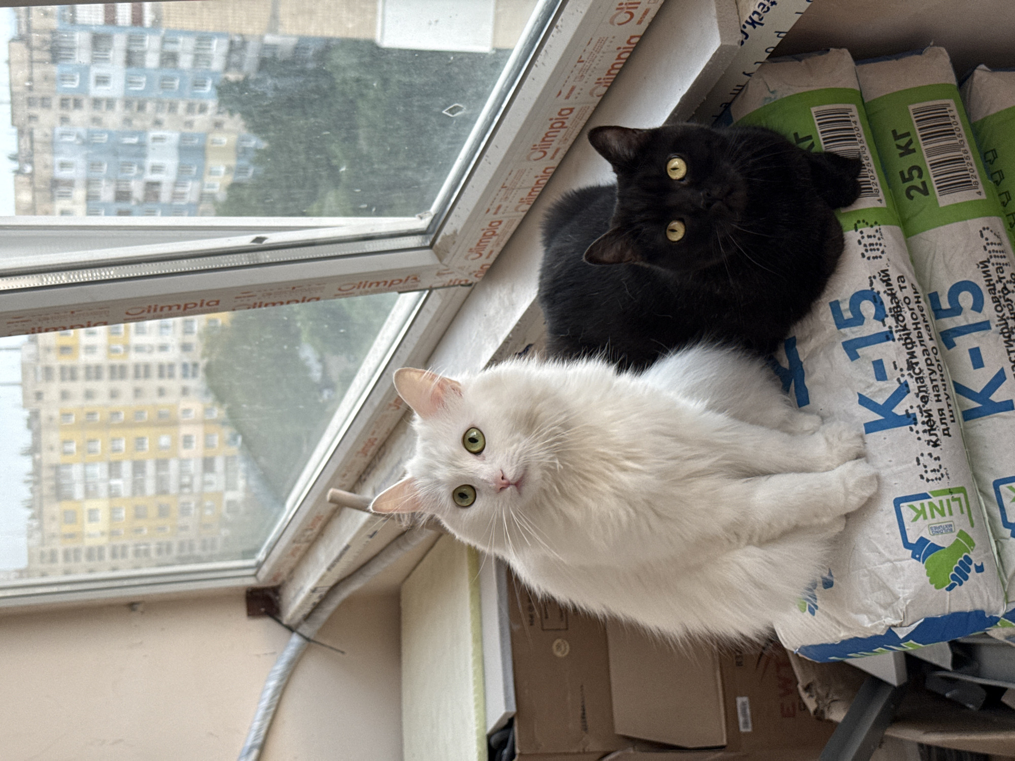 Two cats are perched on bags of building material on a windowsill. The cat on the left is white with fluffy fur and green eyes, looking up and to the left. The cat on the right is black with yellow eyes, looking directly at the camera. Behind the cats, a window offers a view of apartment buildings and trees. The windowsill itself is lined with plastic trim. The bags beneath the cats appear to be for construction materials, with Cyrillic lettering visible. The overall environment suggests an indoor balcony or enclosed porch.