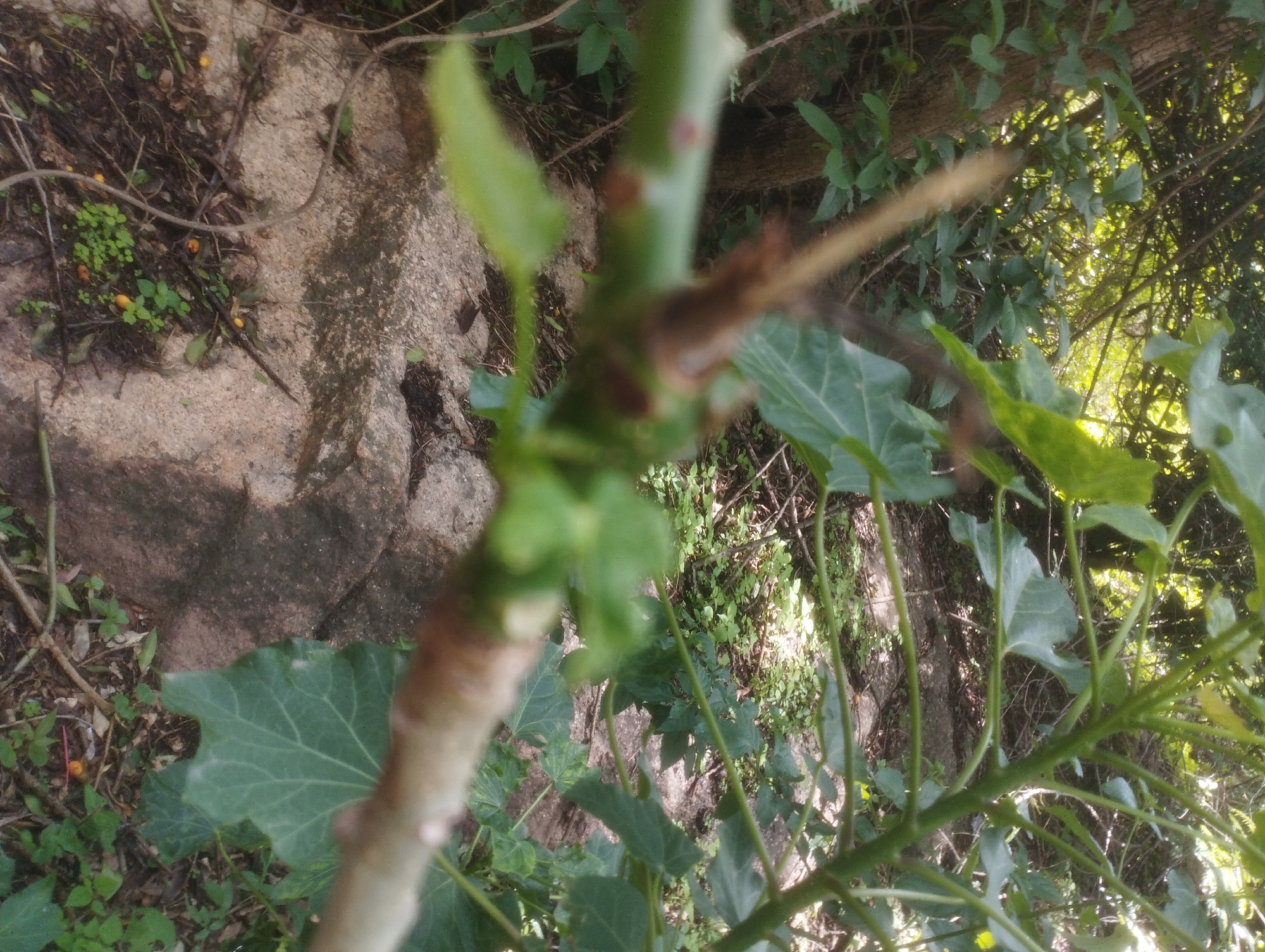 The image shows a close-up of a thin, light brown branch with small green leaves growing from it. The branch is positioned vertically in the center of the frame, with several other green stems and leaves visible in the background. The background also includes a large, rough, gray rock. The overall environment appears to be natural, with vegetation and rocks, suggesting an outdoor setting. The image quality is slightly blurry, making it difficult to discern fine details. There are no people or discernible actions taking place. The image does not provide any specific clues about its location in Jos, Nigeria, beyond a general natural outdoor environment.