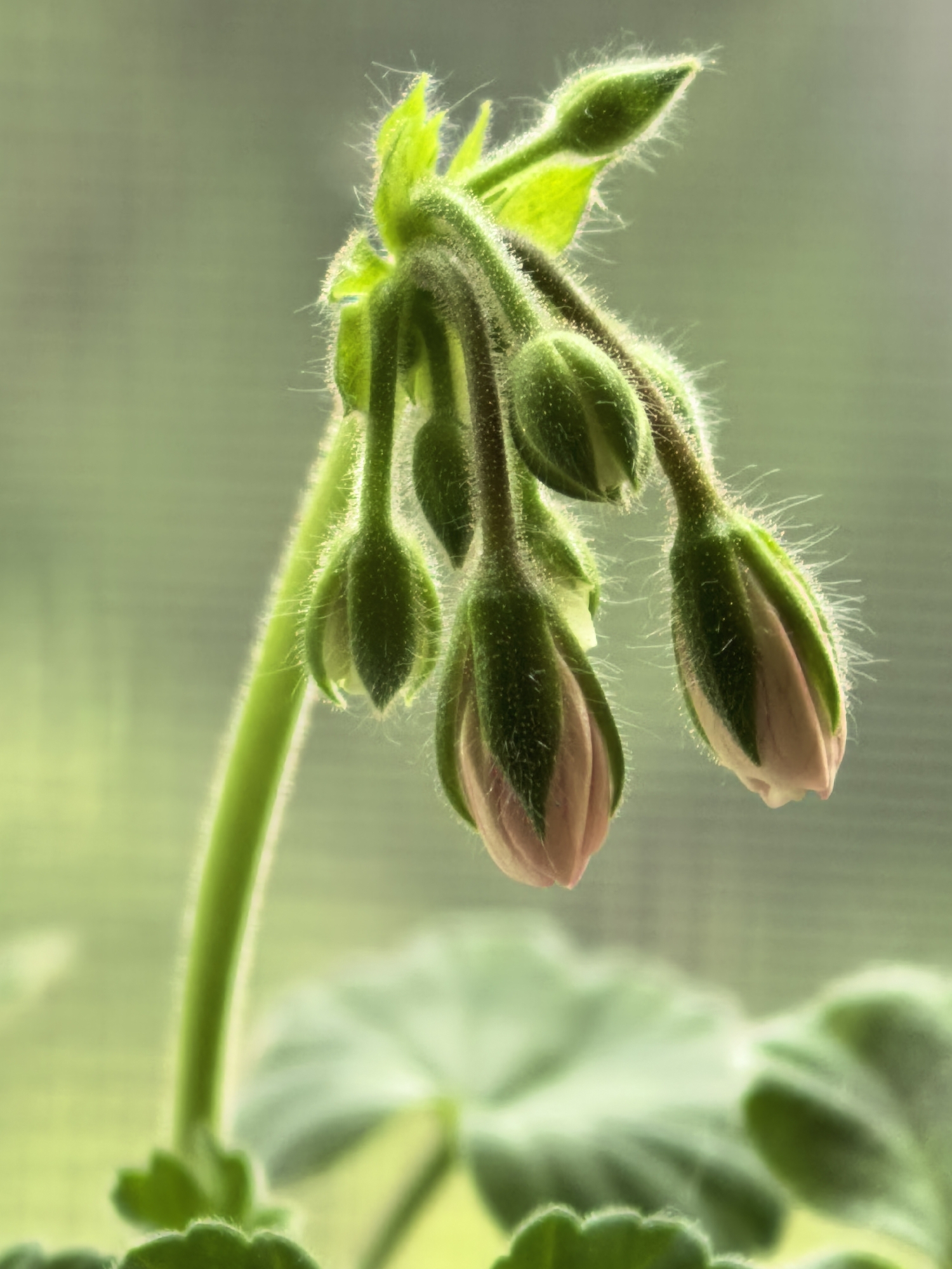 A close-up, vertical, outdoor, full shot shows a cluster of unopened flower buds on a plant, with soft green foliage in the foreground and a blurred green background. The buds are a pale pink and green, with fuzzy stems and delicate hairs. The main stem of the plant curves from the bottom left up towards the buds, which hang in a graceful arc. Sunlight illuminates the buds from behind, highlighting their translucent petals and the fine hairs on their surfaces. The overall mood is one of gentle growth and anticipation.