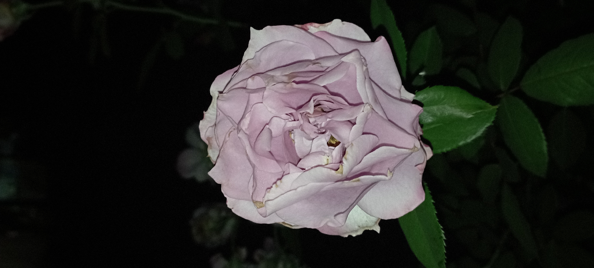A close-up shot of a light purple rose is captured at night in Radisne, Ukraine. The rose is the primary subject, with its soft, layered petals unfurling towards the viewer. The lighting is dim, casting a dark shadow that contrasts with the delicate hues of the flower. The background is almost entirely black, with only faint blurs of dark green suggesting foliage. A few green leaves are visible at the bottom of the frame, adding a touch of color to the otherwise monochromatic scene. The rose appears to be in full bloom, with a few subtle imperfections on its outer petals, hinting at its natural beauty.