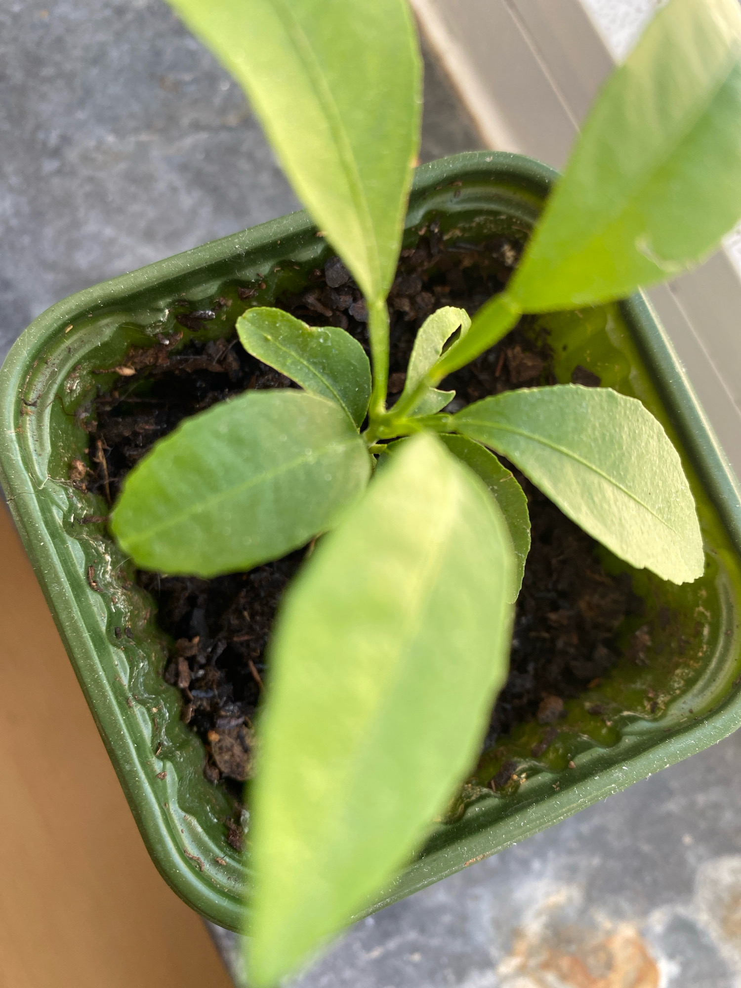 A close-up, overhead shot captures a small, bright green seedling in a green plastic pot. The seedling has several leaves and is rooted in dark soil. The pot has a textured rim. The background consists of a grey, mottled surface, possibly a windowsill or countertop, with a hint of warm light suggesting it is near a window. There are no people present in the image. The setting is urban, specifically in the city of Palmela, Portugal.