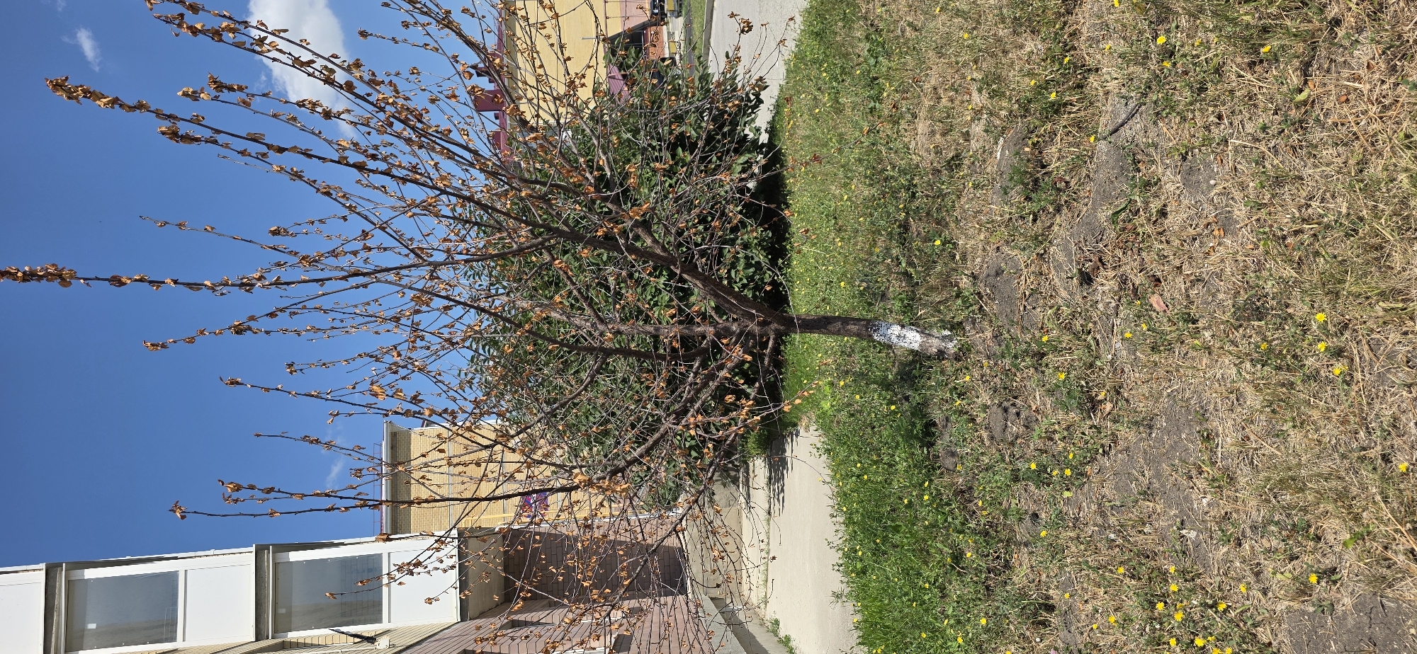 This image depicts a young, bare tree with sparse brown leaves, possibly a fruit tree, in front of a brick building and a dense green hedge. The tree's trunk is partially whitewashed. The ground is covered with dry grass and small yellow wildflowers. In the background, a yellow building with a red roof is visible, suggesting an urban or suburban setting. The sky is clear blue with a few wispy clouds. This scene is located in Inozemtsevo, Russia, a town in the Stavropol Krai region.