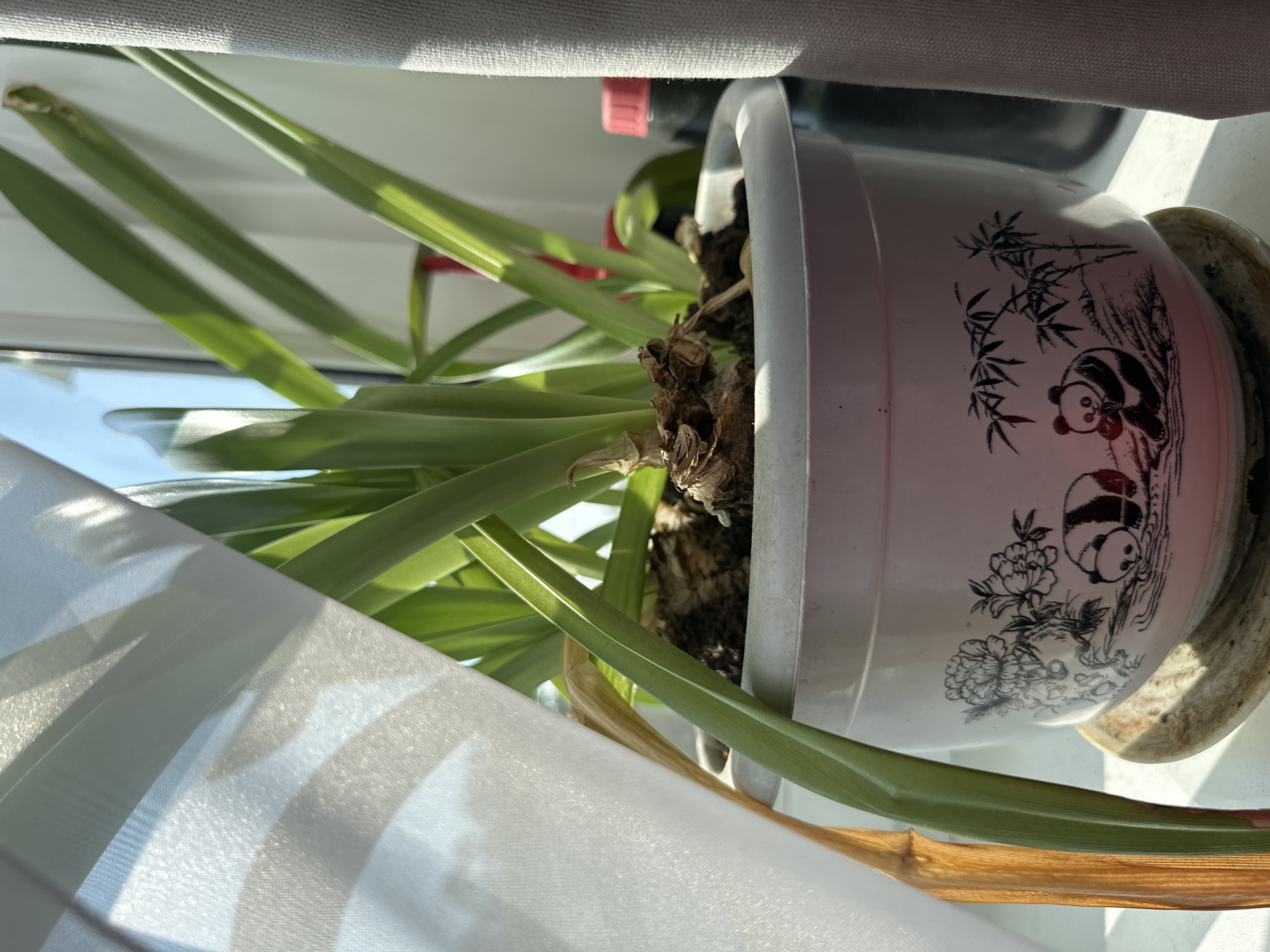 An indoor potted plant with green leaves sits on a windowsill, partially obscured by sheer white curtains on the left and a textured grey curtain on the right. The pot is white with a pinkish hue and features a black decal of pandas and bamboo. A dry, brown leaf extends from the plant to the left. Sunlight streams in from a window, casting shadows and highlighting the textures of the curtains and leaves. In the background, a dark bottle with a red cap is visible. The scene is likely set in a residential environment within Birobidzhan, Russia, given the context of the request.