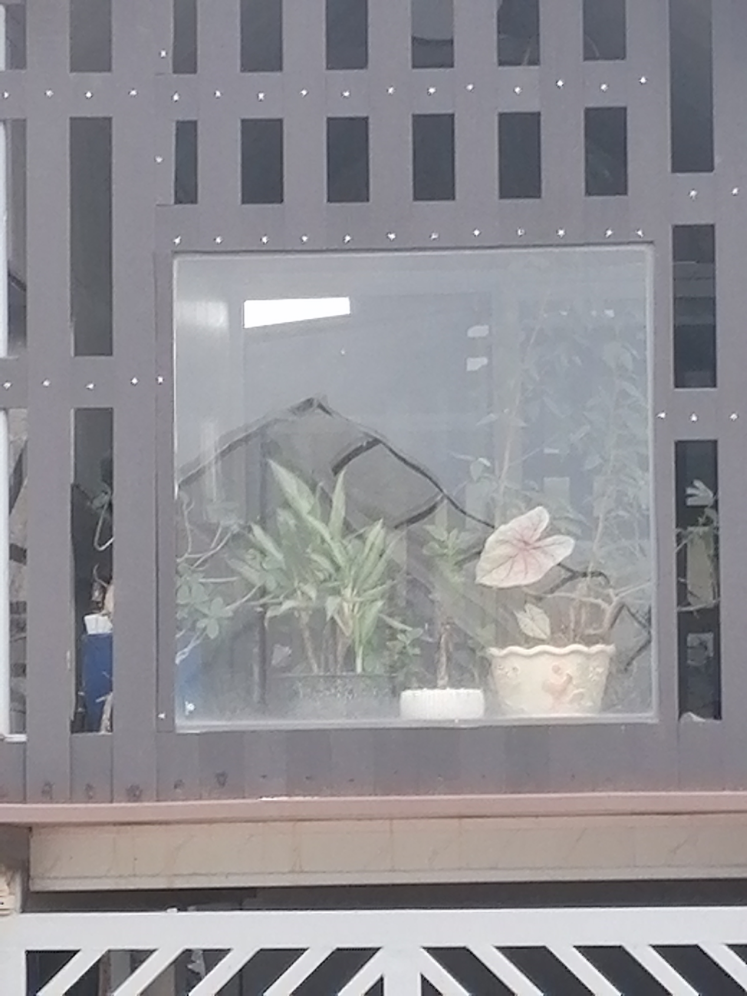 The image captures a static outdoor or balcony scene, likely part of a residential building in Cam Ly - Đà Lạt, Vietnam. The main subject is a section of a decorative partition, possibly made of wood or metal, painted a dark gray or brown. This partition features vertical slats and smaller rectangular openings, interspersed with numerous small, shiny studs or fasteners.
Integrated into the center of this partition is a large, clear glass window. Through the window, a collection of potted plants is visible, creating a small, interior green display. Among the plants, one prominently features large, heart-shaped leaves, pale green with hints of pinkish veins, possibly a variety of Caladium, housed in a decorative, light-colored ceramic pot with a scalloped rim and faint ornamental designs. Alongside it are other plants with longer, greener foliage, and some trailing vines. A small, white, circular dish rests on the window ledge among the plants. In the background within the window, a dark, angled structure, resembling a small tent or terrarium cover, can be seen.
Below the main partition, there is a lighter-colored, horizontally running ledge or railing, beneath which another white railing with a distinctive zigzag pattern is present. No people are visible in the image, and no specific activity is taking place beyond the display of plants. The natural lighting suggests it is daytime. There is no visible text.