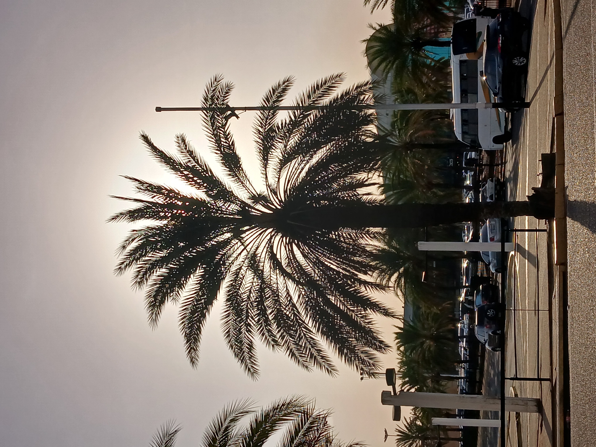The image depicts a row of palm trees along a street in Ciudad Guayana, Venezuela. A large palm tree dominates the foreground, silhouetted against a bright sky, possibly at sunset or sunrise. Behind the palms, a street with parked cars and a few buildings is visible. The perspective is somewhat tilted.