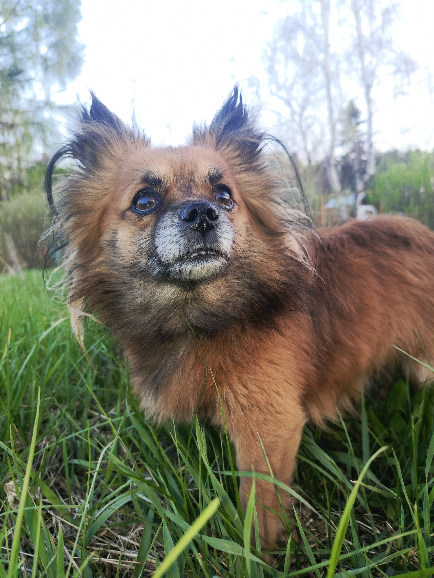 A medium-sized, long-haired dog with reddish-brown fur stands in a patch of green grass. The dog is looking upwards, its dark eyes visible and focused. The fur around its face is lighter in color, with a white muzzle. Some dark hairs stick out from its ears. The background consists of blurred trees and foliage, suggesting an outdoor setting. The lighting appears soft and natural.
I have no information about the location, Chaikovsky, Russia.
