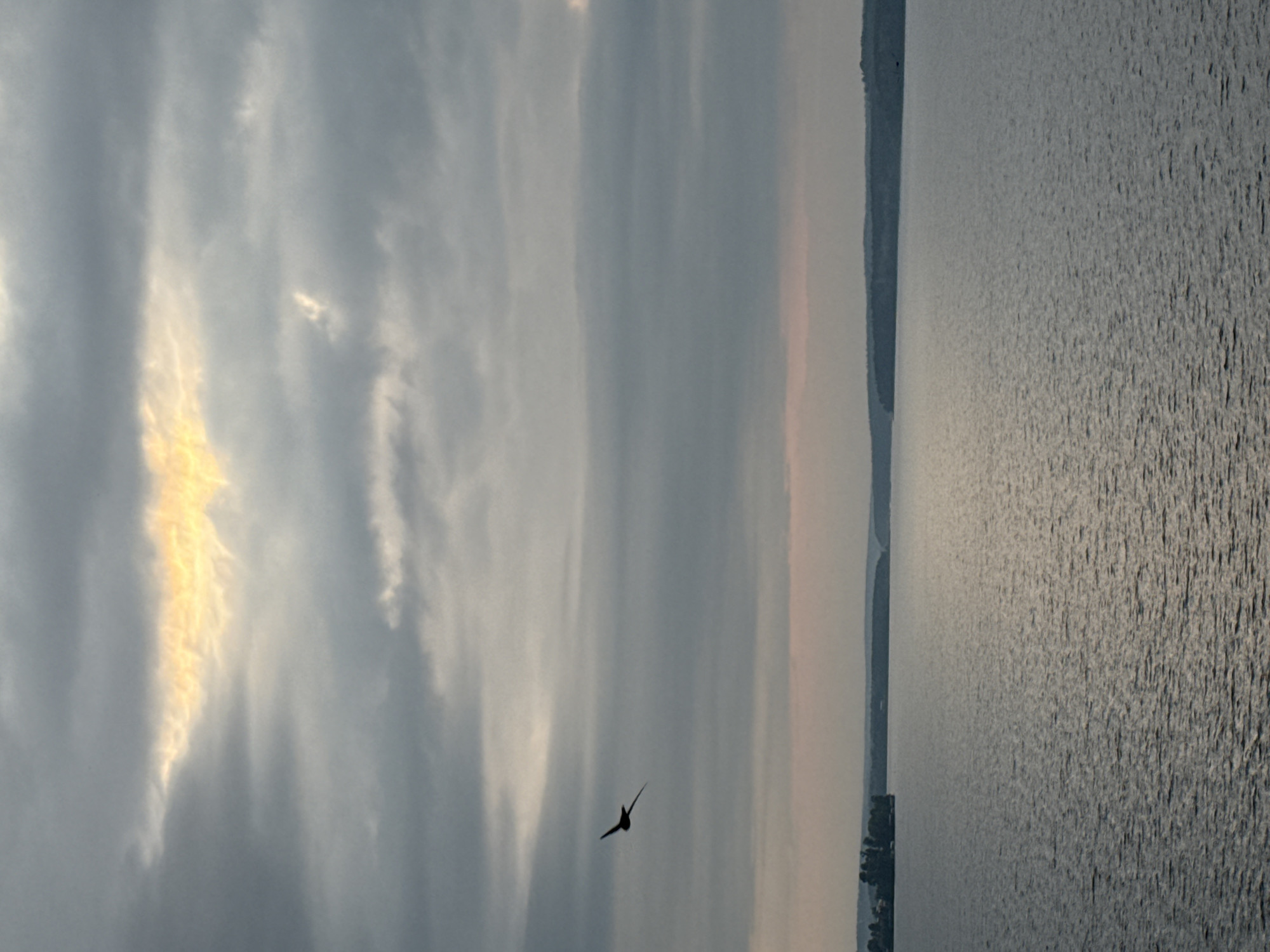 A bird is captured mid-flight against a cloudy sky. The sky is a mix of muted blues and grays, with streaks of sunlight breaking through, illuminating parts of the clouds with a warm, golden hue. The bird, silhouetted against the sky, has its wings spread, appearing to be soaring. The image also features a body of water, likely a lake or river, to the right, with a textured surface reflecting the light. In the distance, a landmass with trees is visible along the edge of the water. The overall impression is one of a serene natural scene, possibly during sunrise or sunset given the lighting conditions. The orientation of the image suggests it might have been taken in portrait mode or the camera was tilted.