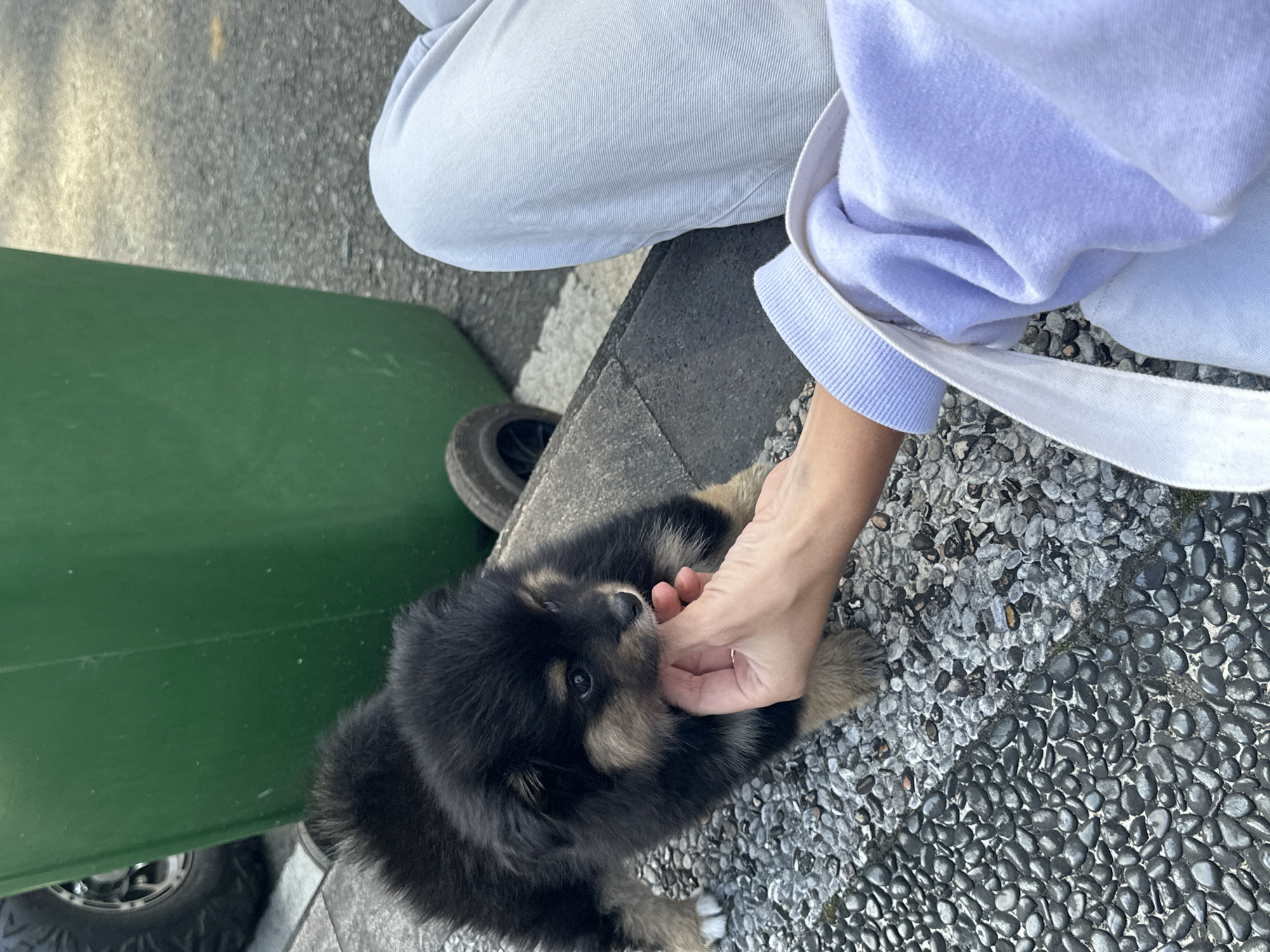 An overhead shot shows a person's hand gently petting a black and tan Pomeranian puppy. The puppy is on a pebble-covered ground next to a gray curb. Behind the puppy, a large green trash can with a wheel is visible. The person's light blue pants and a lavender sweatshirt are also in the frame. The scene is outdoors, likely in a public space.