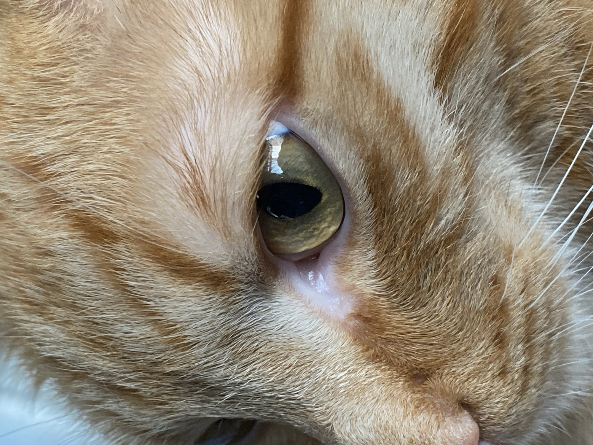 A close-up, eye-level, interior shot shows the left side of an orange tabby cat's face. The cat's fur is a mix of orange and cream stripes, with some lighter cream fur around its eye and muzzle. The cat's left eye is visible, with a green iris and a dark, slit pupil. A reflection of a window with some horizontal lines is visible in the eye. The cat's nose is pink and fleshy. The background is out of focus and appears to be a light blue or white surface. The cat is indoors, and the lighting suggests it may be daytime. There are no people or other animals present. The image focuses on the texture and color of the cat's fur and the details of its eye.