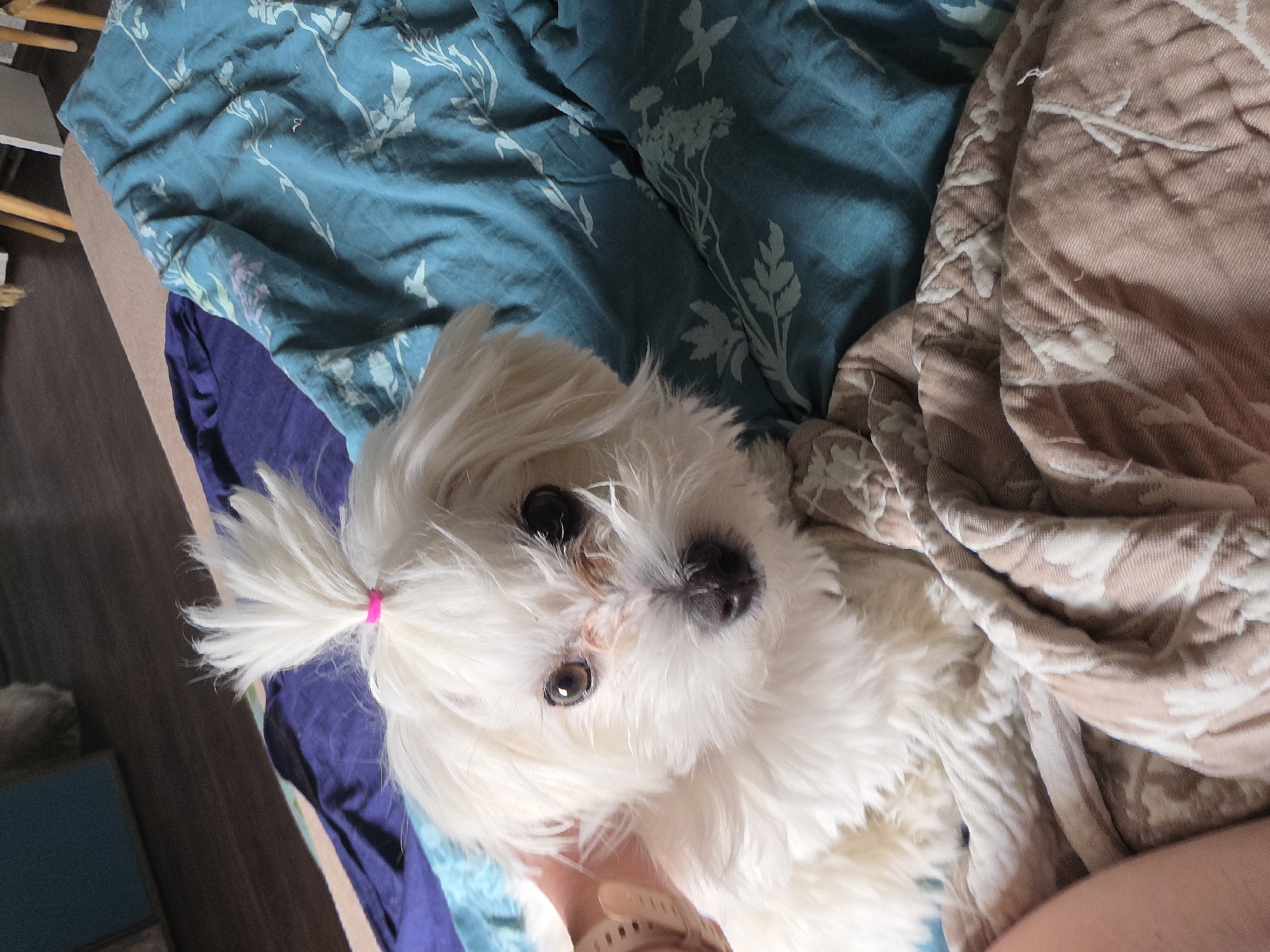 A close-up, eye-level shot captures a white Maltese dog with a pink hair tie on its head, positioned on a bed with patterned blankets. The dog's fur is fluffy, and its dark eyes are looking directly at the camera. A hand is gently touching the dog's head. The background shows a blue and white patterned duvet and a dark wooden floor. The image was taken in Novocheboksarsk, Russia.