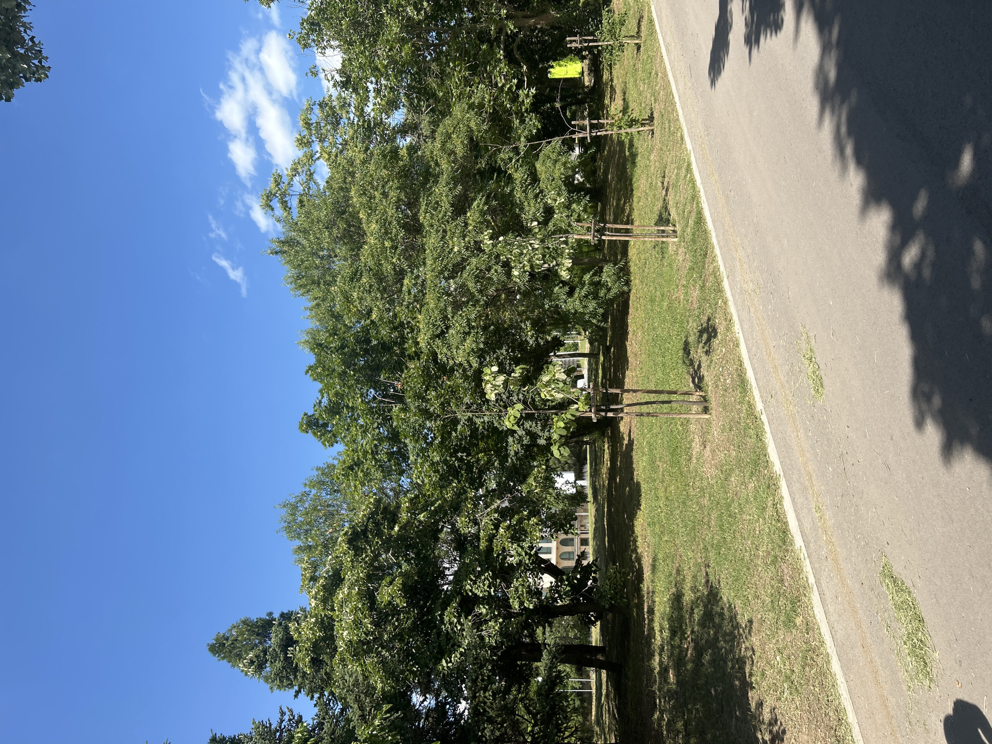 The image depicts a park scene on a sunny day in Varna, Bulgaria. The main subjects are the lush green trees that line a paved pathway. The pathway itself is the setting, with grass on one side and the trees on the other. There are no people visible in the image.
The time of day appears to be midday, judging by the bright sunlight and the sharp shadows cast by the trees onto the pathway and grass. The weather is clear and sunny, with a bright blue sky visible in the upper left corner, dotted with a few wispy white clouds.
Notable details include the young trees that have been planted and are supported by wooden stakes, suggesting recent landscaping or a tree-planting initiative. Some of the larger trees have a significant canopy, providing ample shade. A bright yellow sign is attached to a stake behind a young tree in the background, though its text is not legible. The pathway has some scattered clippings of grass on it, indicating recent maintenance. The overall impression is one of a well-maintained, pleasant outdoor space.