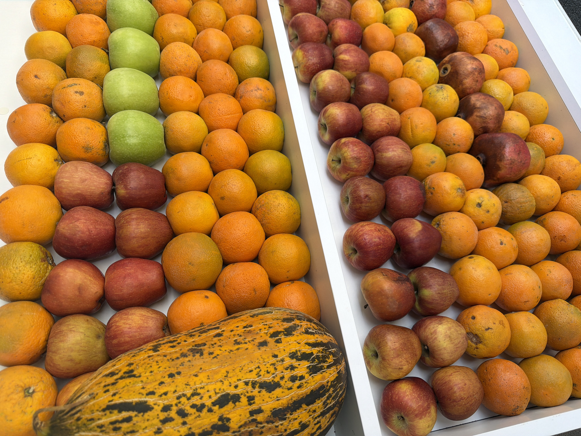An overhead shot captures a vibrant display of fresh produce neatly arranged on white shelves, likely in a market stall in Kemer, Turkey. The top shelf is filled with a colorful assortment of fruits, including oranges, apples in shades of red and yellow, and a prominent, large, yellow melon with black speckles. The second shelf continues the fruit theme, featuring more apples and a line of bright green apples. The bottom shelf showcases a dense pyramid of oranges and more red and yellow apples. The overall impression is one of abundance and freshness, indicative of a local market setting.