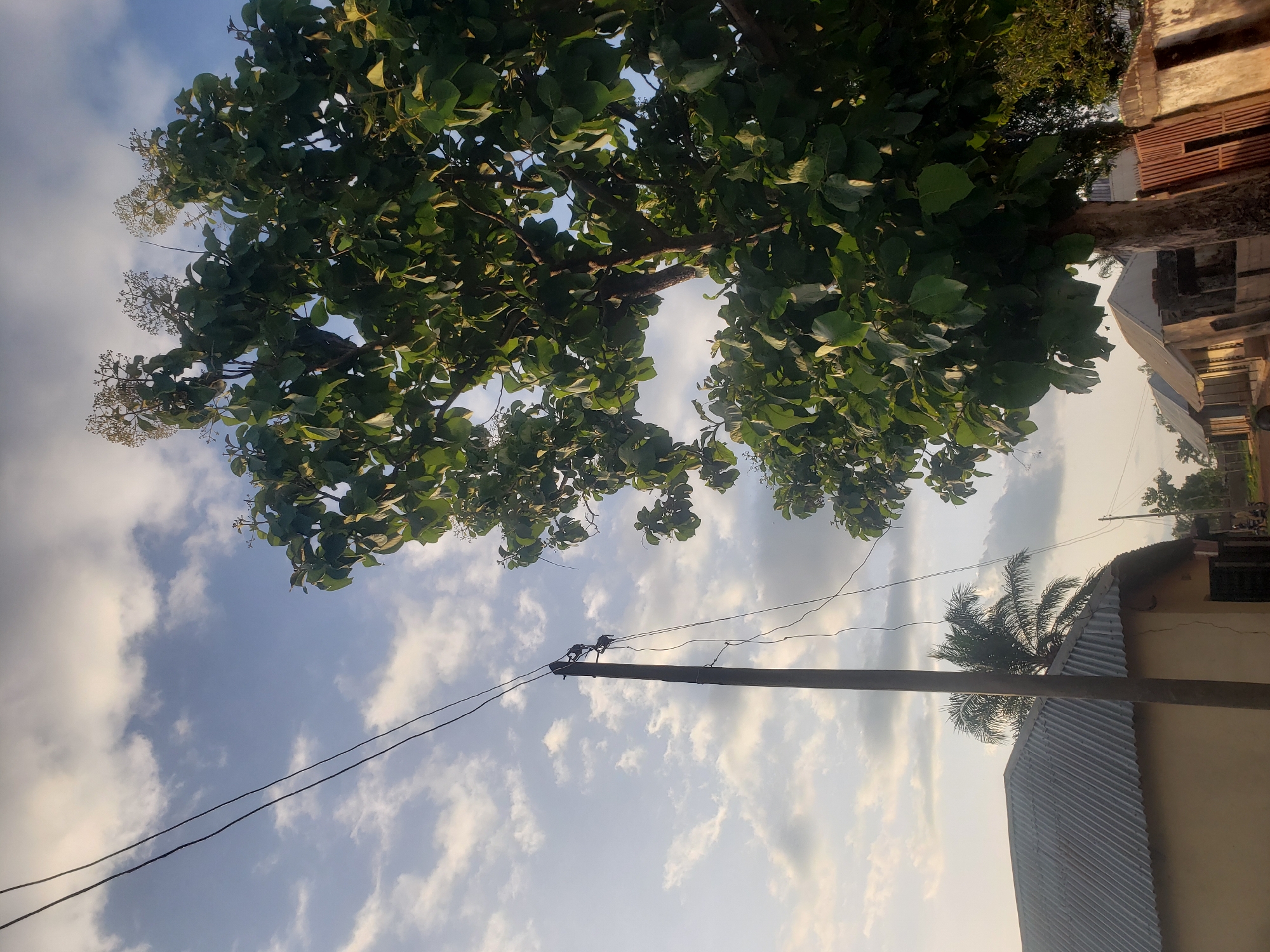 The image presents a residential street scene in Gumel, Nigeria. The sky is light blue with scattered white, cumulus-like clouds. A dark utility pole stands in the mid-ground on the left, supporting multiple black electrical wires that traverse the upper left quadrant of the frame. A large tree with dense, broad green leaves and clusters of small, light-colored flowers or buds at its upper branches occupies the right side of the image.
In the background, a single-story building with a corrugated metal roof and a light-colored wall is visible on the left. Behind the utility pole, a palm tree is discernible. Further down the unpaved road or path on the right, additional single-story structures with corrugated metal roofs are visible, interspersed with fences, including a section of a rusty brown metal gate. No individuals, animals, or active vehicles are present in the scene.