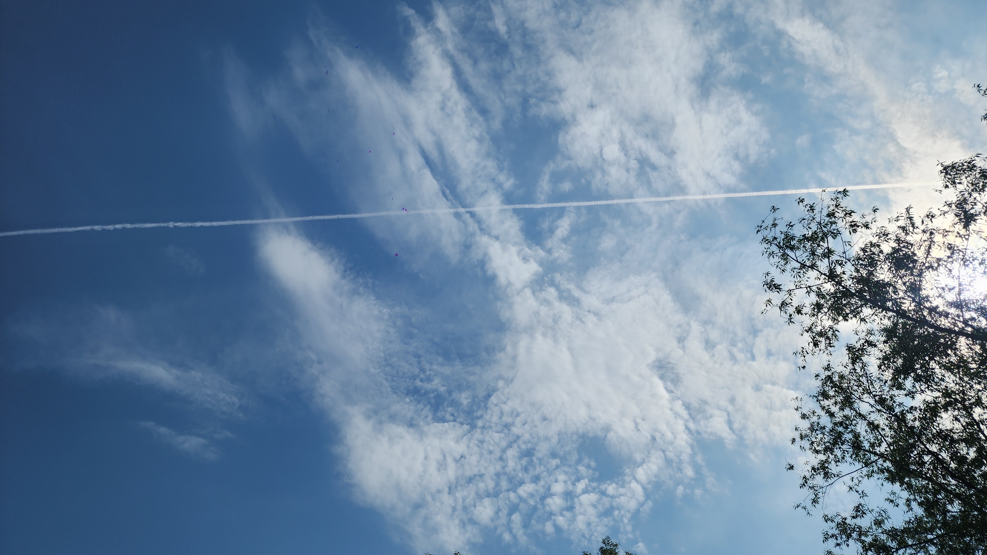The image displays a clear blue sky with a mix of white clouds, ranging from wispy streaks to more textured formations. A prominent, straight airplane contrail cuts horizontally across the sky, extending from the left edge towards the bright light source on the right. In the upper right quadrant, the dark silhouette of tree branches and leaves is visible, with bright sunlight shining through them, creating a starburst effect and indicating a clear daytime setting, likely morning or afternoon.
Scattered across the left and central parts of the sky are several small, indistinct purple specks, whose nature is unclear – they could be distant objects like balloons or potential camera artifacts. The overall scene is serene, capturing the expansive sky with its dynamic cloud patterns and the subtle presence of human activity (the contrail). The weather appears fair with good visibility, and the bright sunlight suggests a pleasant day. The context for this scene is Moscow, Russia.