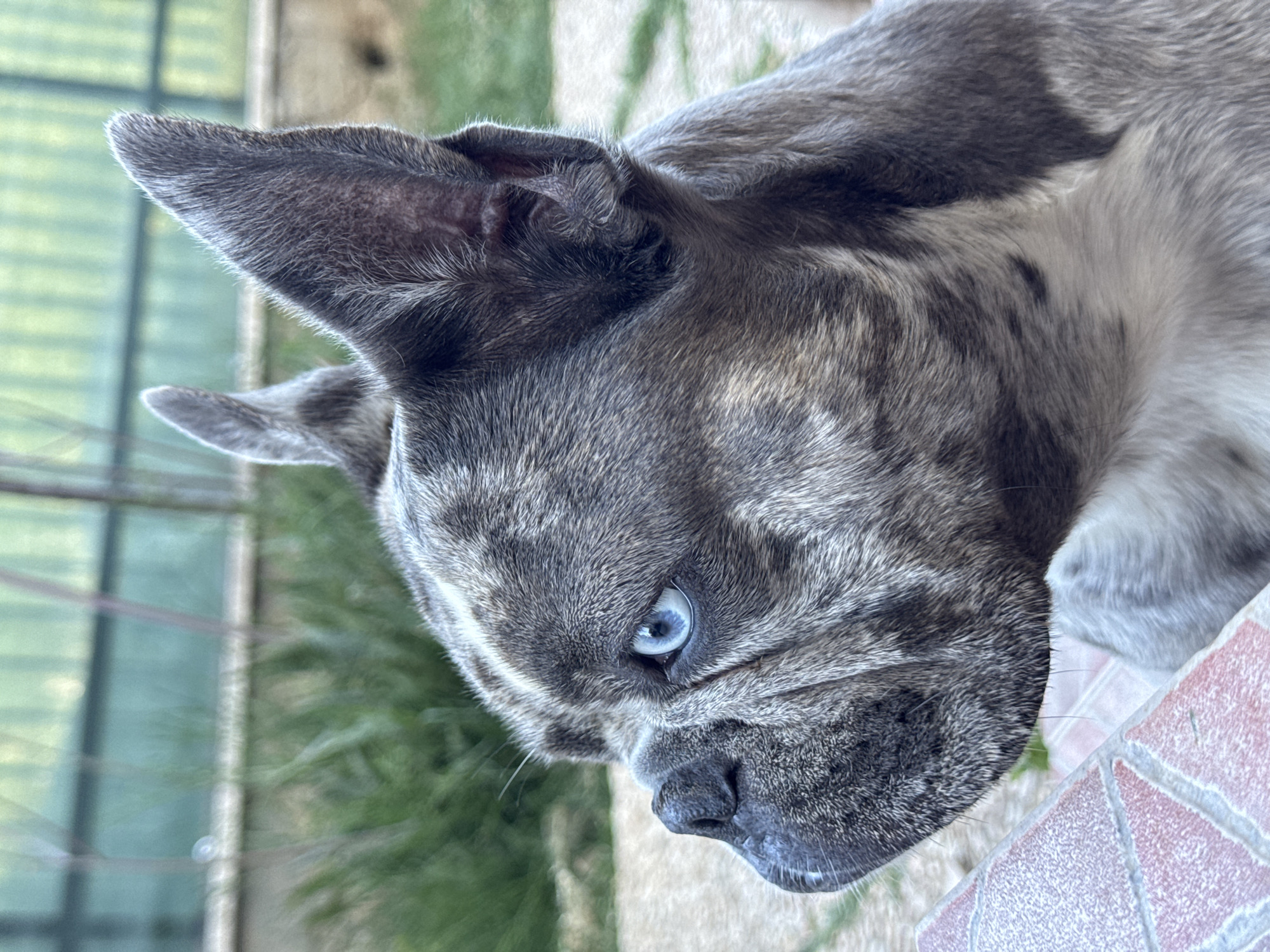 This is a close-up, vertical shot of a French Bulldog's face, angled downwards. The dog has striking blue eyes and brindled grey fur with lighter patches. Its large ears are prominently featured, with one standing alert and the other appearing slightly drooped. The dog's dark nose and snout are visible, and the texture of its fur is detailed. The background is blurred, showing hints of green grass and a fence, suggesting an outdoor setting. A portion of a tiled surface, likely a table or patio, is visible in the lower right corner, with pinkish and beige tiles. The lighting appears to be natural daylight, suggesting it's daytime. There is no visible text in the image. The scene evokes a sense of curiosity or observation from the dog.