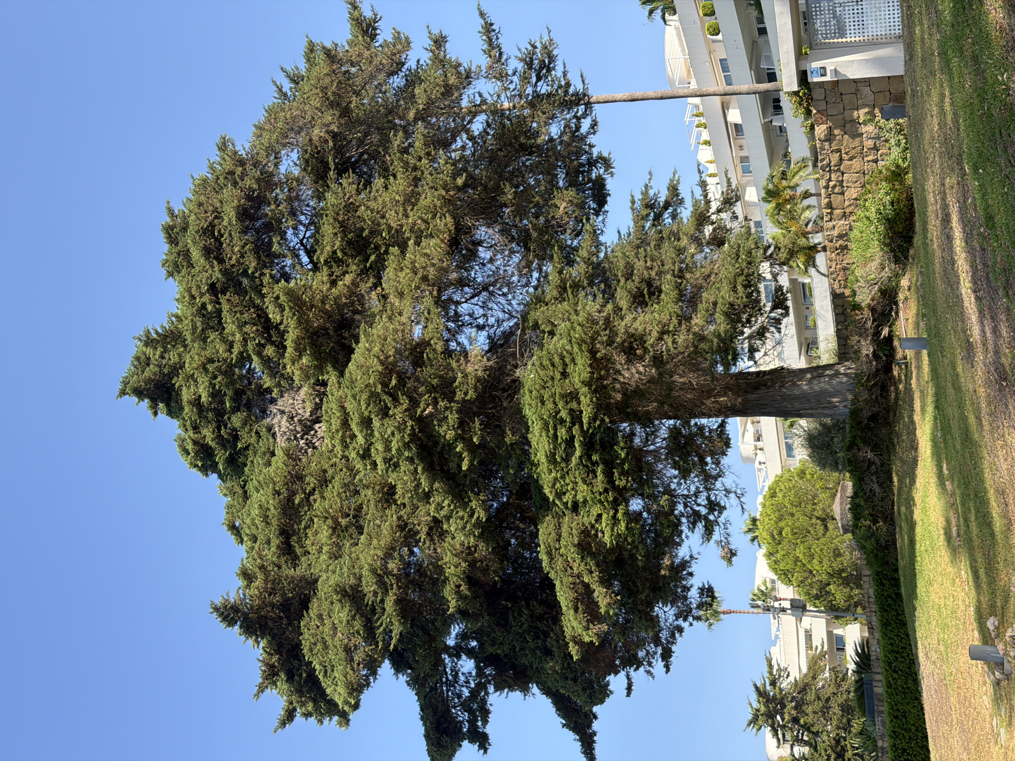 A large, mature cypress tree with a thick trunk dominates the foreground, its dense green foliage reaching towards a clear blue sky. Behind the tree, a multi-story white building with balconies and modern architecture is visible. The building appears to be a residential complex or hotel. In front of the building, a low stone wall separates the property from a grassy slope. Several smaller trees, including palm trees and other evergreen varieties, are scattered around the building and on the slope. The overall scene suggests a sunny day in a well-maintained urban or resort environment, likely in a Mediterranean climate. The location is Estepona, Spain, a coastal town known for its beaches and white-washed buildings.