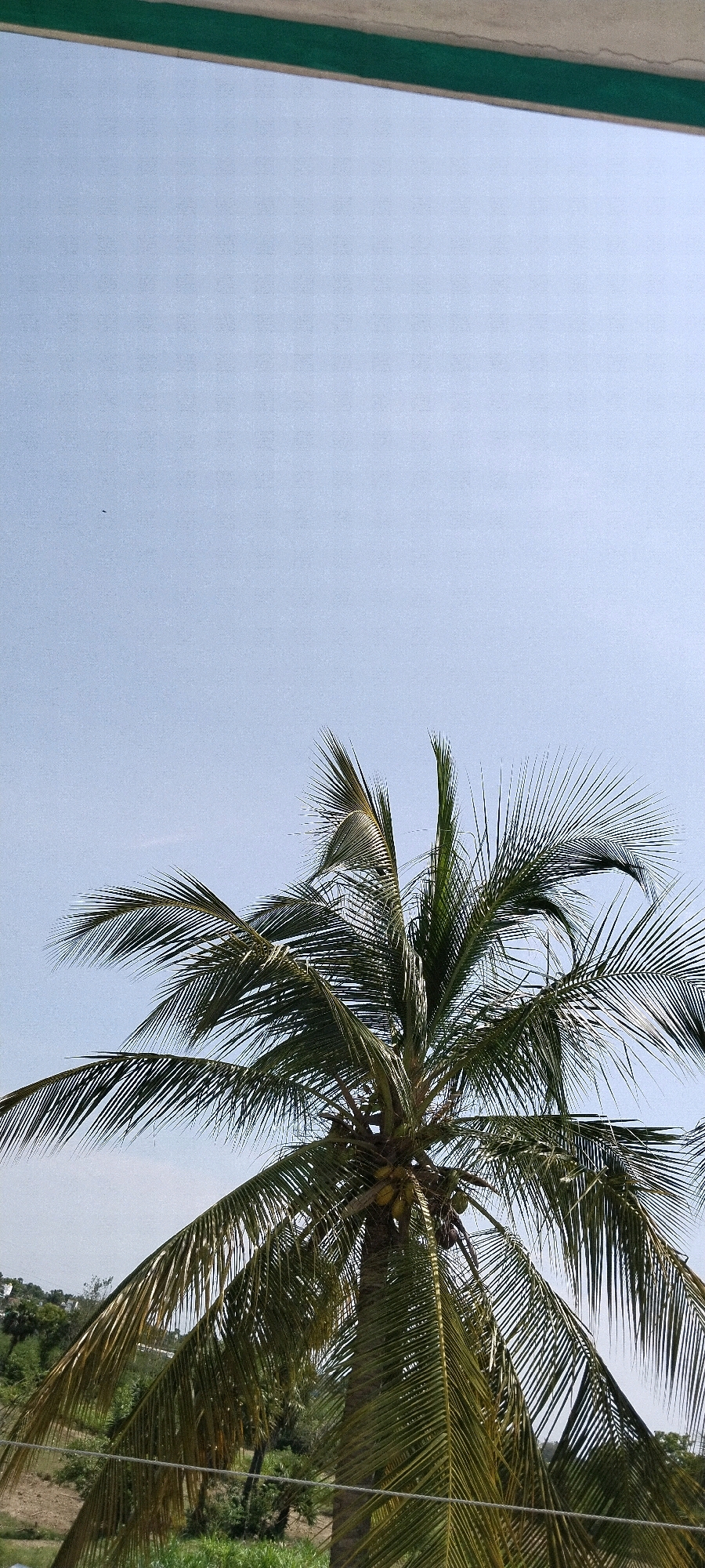 A vertical, eye-level shot captures a coconut tree against a pale blue sky. The upper edge of the frame shows a portion of a building's overhang with a green stripe. The coconut tree is in the center of the frame, with its fronds dominating the lower two-thirds. Several coconuts are visible amongst the fronds. In the background, a small, dark object, possibly a bird, is visible in the sky. The lower portion of the image shows a landscape with green foliage and a glimpse of a dry, dusty area. The scene is located in Taramangalam, India.