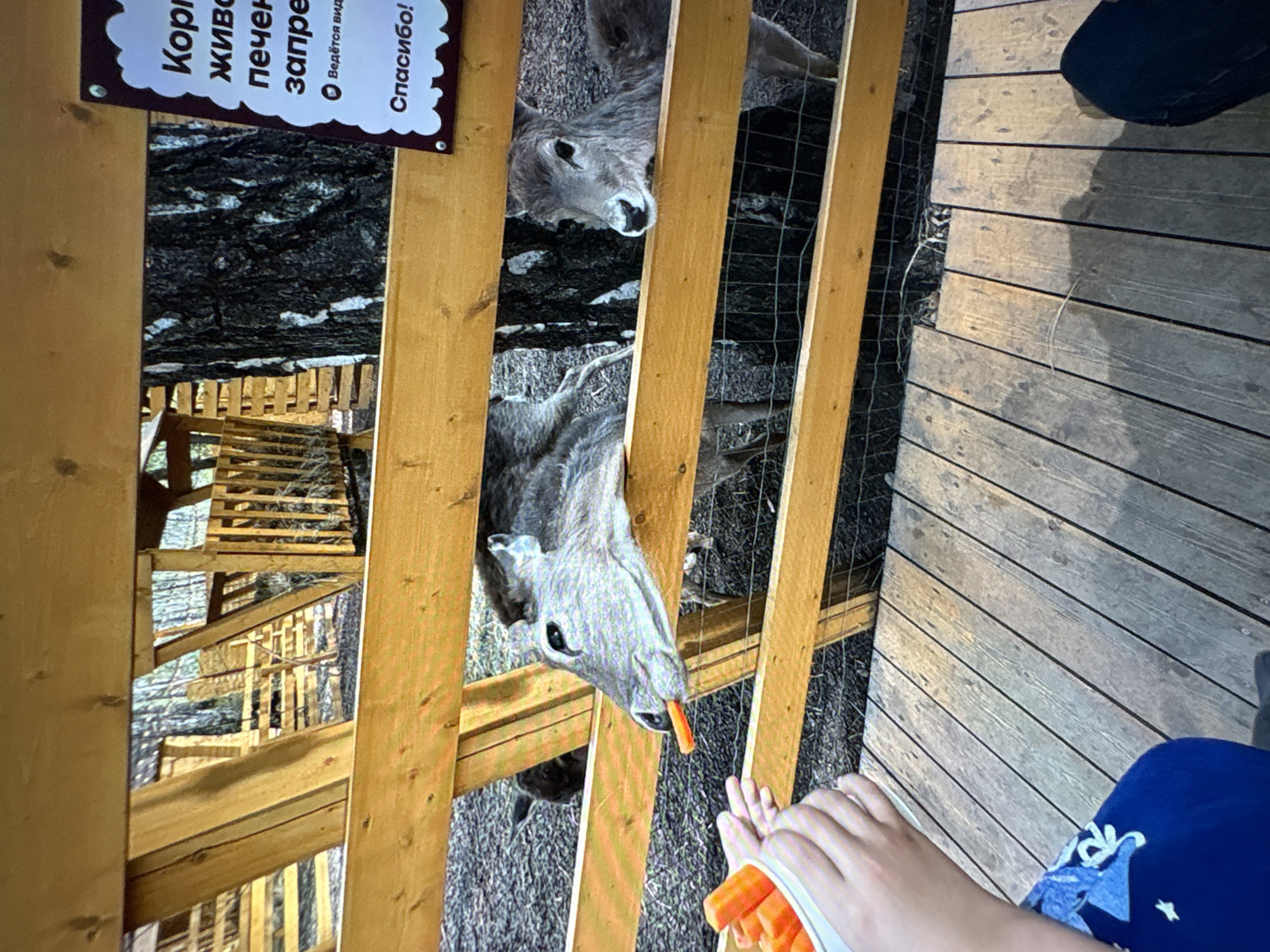 A photograph taken in Ембаево, Russia, shows a person feeding carrots to two deer through a wooden fence. The deer are gray and appear to be inside an enclosure. The person's hand is visible holding a white container filled with orange carrot sticks. The environment includes a wooden boardwalk where the person is standing and a natural, possibly wooded area behind the fence. A sign in Russian is attached to the fence, partially obscured in the upper left of the frame. The scene appears to be at a petting zoo or wildlife park.