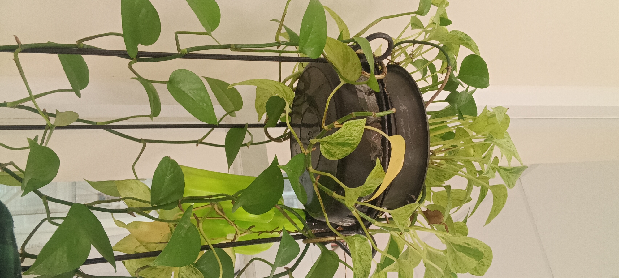 A close-up, eye-level shot shows a black pot containing a Pothos plant. The pot is supported by a black metal stand. The plant has green and variegated leaves, with one yellow leaf prominently visible. The background is a plain, light-colored wall. The image appears to be taken indoors.