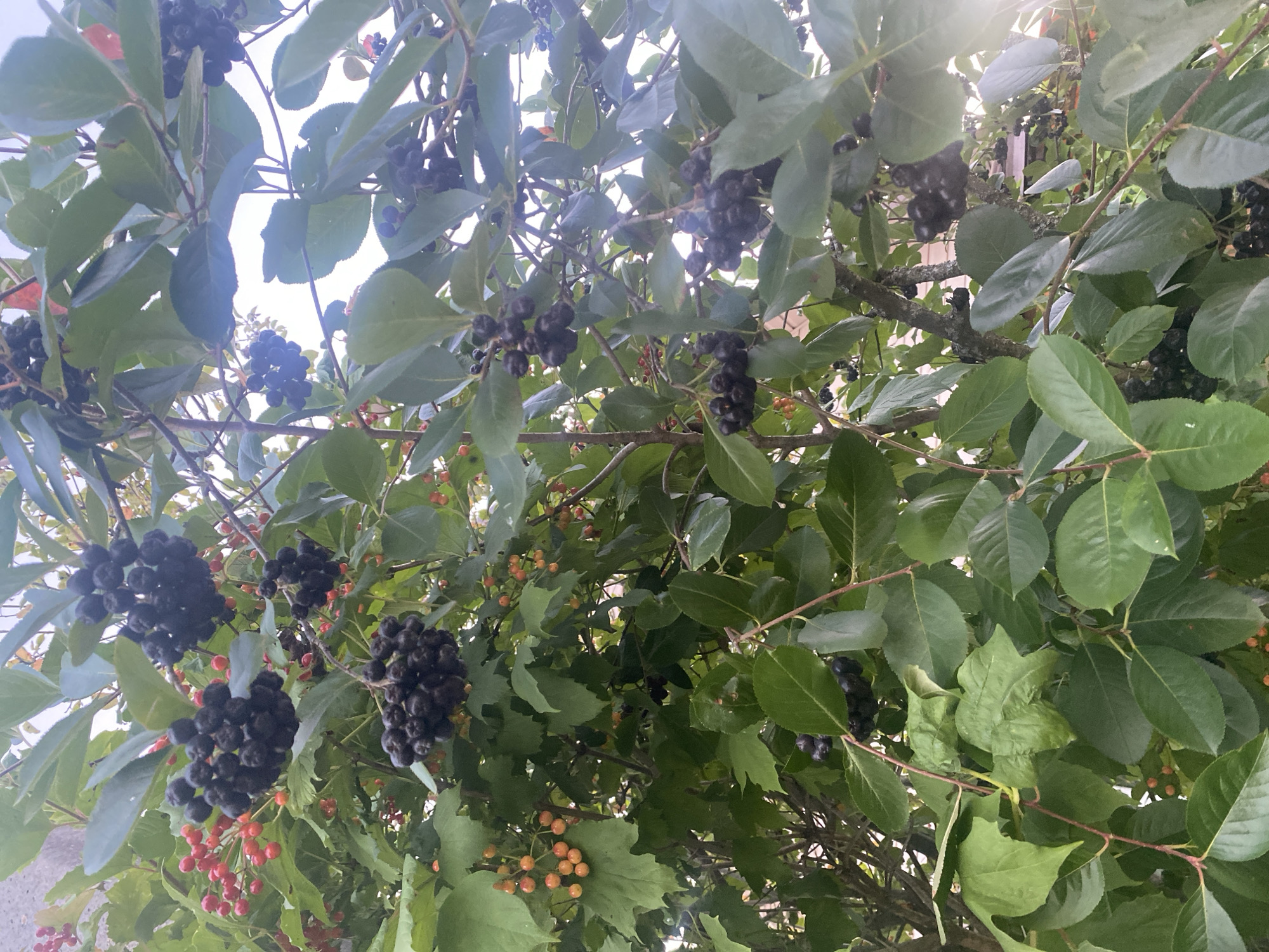 A close-up, vertical, eye-level shot showcases the bountiful fruit of a tree with dark green leaves, located in Krupki, Belarus. Clusters of ripe, dark purple berries hang heavily on branches, interspersed with some small, reddish-orange berries. The berries are round and plump, some appearing to be in full bloom while others are still developing. The leaves are broad and ovate, with a slightly serrated edge. The background is softly blurred, suggesting a natural outdoor setting with hints of buildings and sky. The lighting is bright, casting a gentle glow on the fruit and foliage, and creating a slight lens flare on the right side of the image. The overall impression is one of natural abundance and the vibrant colors of late summer or early autumn.