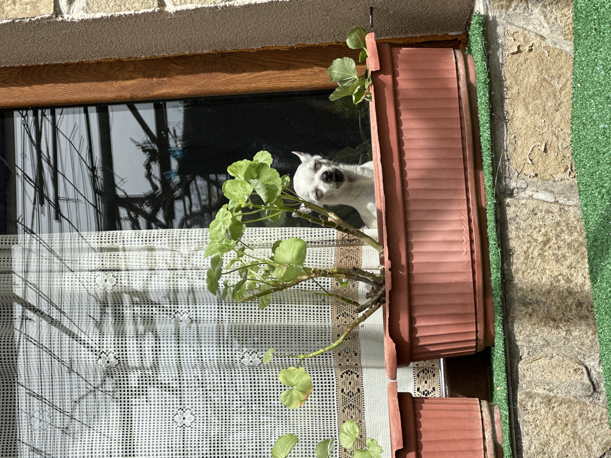 A small, white dog, possibly a Chihuahua, is seen peeking out of a window, with its eyes closed, suggesting it's either sleeping or basking in the sun. The dog's head is framed by a vibrant green plant, likely geraniums, which grows in a terracotta-colored window box positioned directly outside the window.
The window features a dark glass pane that reflects distorted images of what appears to be trees or other structures, alongside distinct vertical lines that could be reflections of blinds or bars. A wooden frame surrounds the window. Inside, a white, lacy curtain with a repetitive geometric pattern is visible, creating a textured background.
To the right of the window, the building's exterior wall is constructed from rough, light brown, possibly stone or stucco material, showing signs of age and wear with peeling patches. A narrow strip of green artificial turf is vertically attached to the wall, running adjacent to the window box. Bright daylight and strong shadows cast by the window structure and plant indicate sunny weather. The scene depicts a tranquil moment at a building located in Chubra, Bulgaria. There is no visible text in the image.