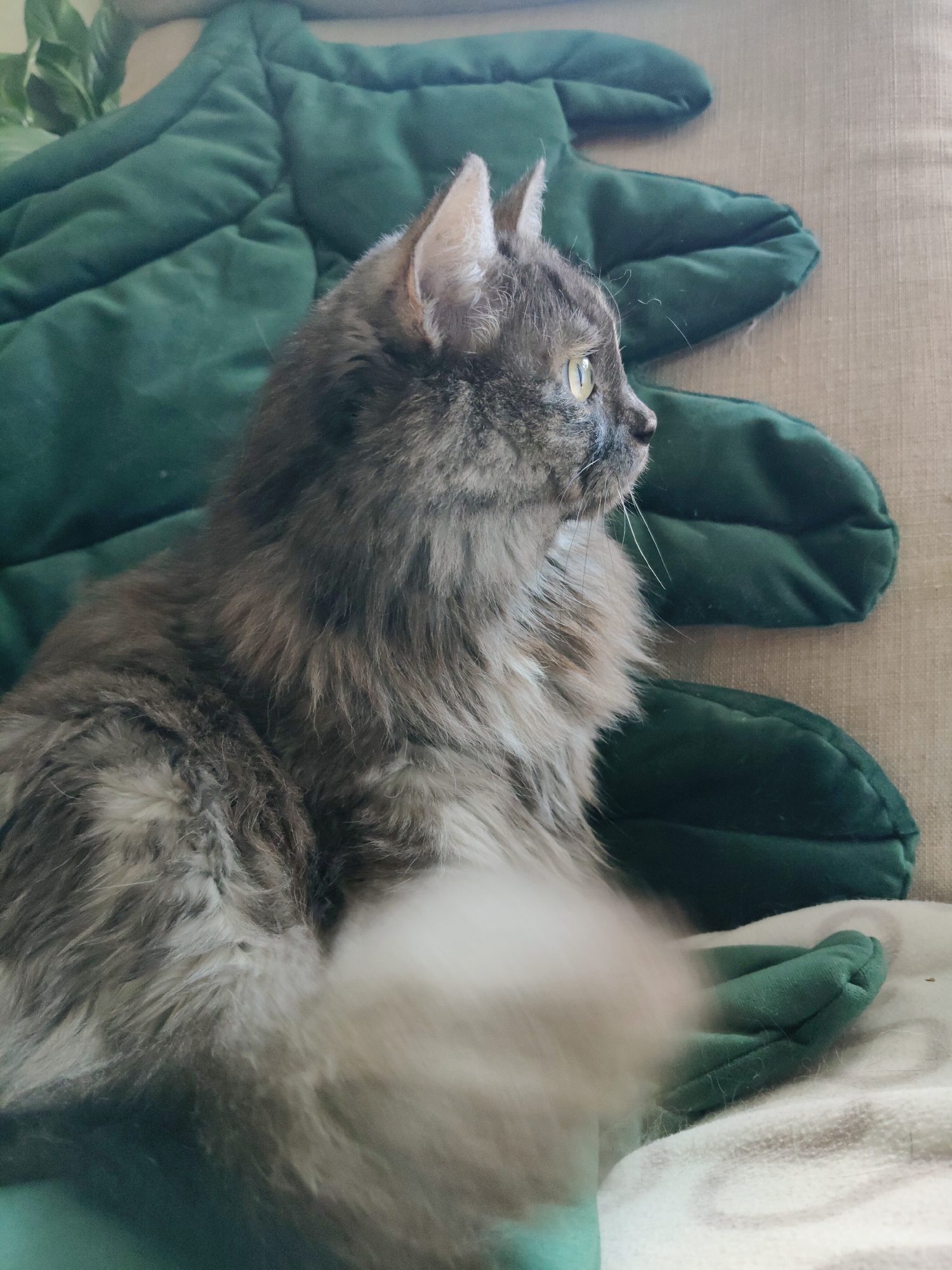 A long-haired grey tabby cat is sitting on a tan couch next to a green leaf-shaped pillow. The cat is looking to the right, with its tail blurred in motion in the foreground. The background is a bit out of focus, but it appears to be an indoor setting. The image does not provide any information about the location in the city of Bol'shoye Kozino, Russia.