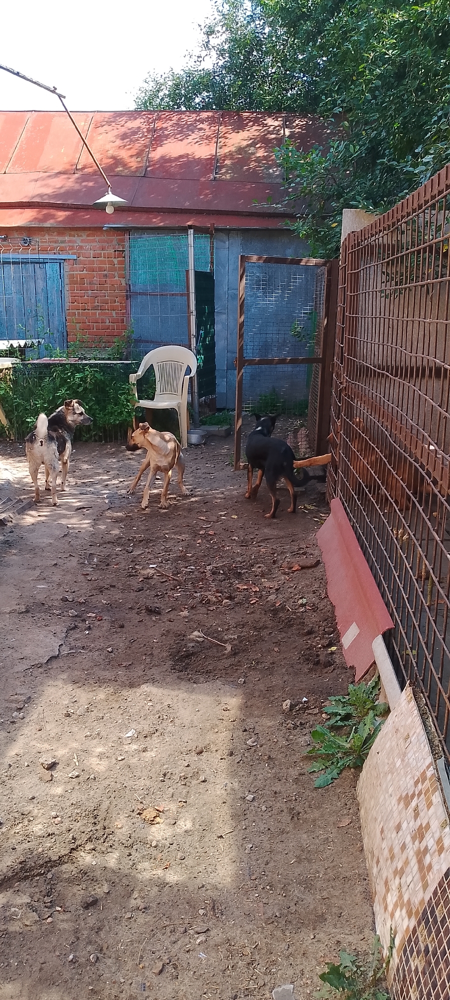 In Belgorod, Russia, this image depicts an outdoor scene in what appears to be a yard or common area behind a building. The ground is dirt with scattered debris, and there is a rusted metal fence on the right side of the frame. In the foreground and middle ground, four dogs are present. One dog, with a light brown coat and dark markings, stands facing left, looking at the camera. Another dog, also light brown, is positioned in the center, looking to its left and appearing to be in motion, with its front legs bent. A third dog, predominantly black with tan markings on its legs and chest, is in the right-middle ground, facing away from the camera and towards the fence. A fourth dog, with a mix of brown and white fur, stands in the left-middle ground, facing away from the camera and towards the building. Behind the dogs, a white plastic chair is situated. The background features a brick building with a red metal roof, two blue wooden doors, and a section of a metal fence. Trees with green foliage are visible above the building and along the right edge of the fence. A metal light fixture with a white shade hangs from a pole extending from the roof.