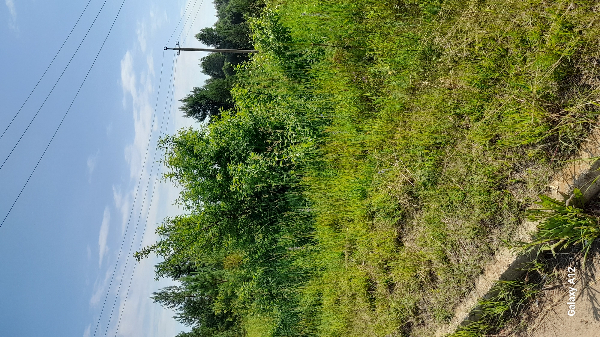 The image depicts an outdoor scene on a sunny day. In the foreground, a concrete curb runs along the bottom left, bordering an area of tall, green grass and some dry, straw-like vegetation. A cluster of green weeds grows at the base of the curb.
Behind the foreground vegetation, a dense thicket of green bushes and trees dominates the middle ground. Various shades of green suggest a mix of plant species, including some taller pine trees visible on the left and right edges of this bushy area. In the background, a line of trees forms a distant treeline under a bright blue sky with scattered white clouds.
Power lines traverse the sky, supported by a utility pole visible to the right of the frame. The overall impression is of a semi-wild, undeveloped area likely on the outskirts of a settlement, given the presence of the power lines and a curb, suggesting proximity to infrastructure. The location is identified as Марковский, Russia.