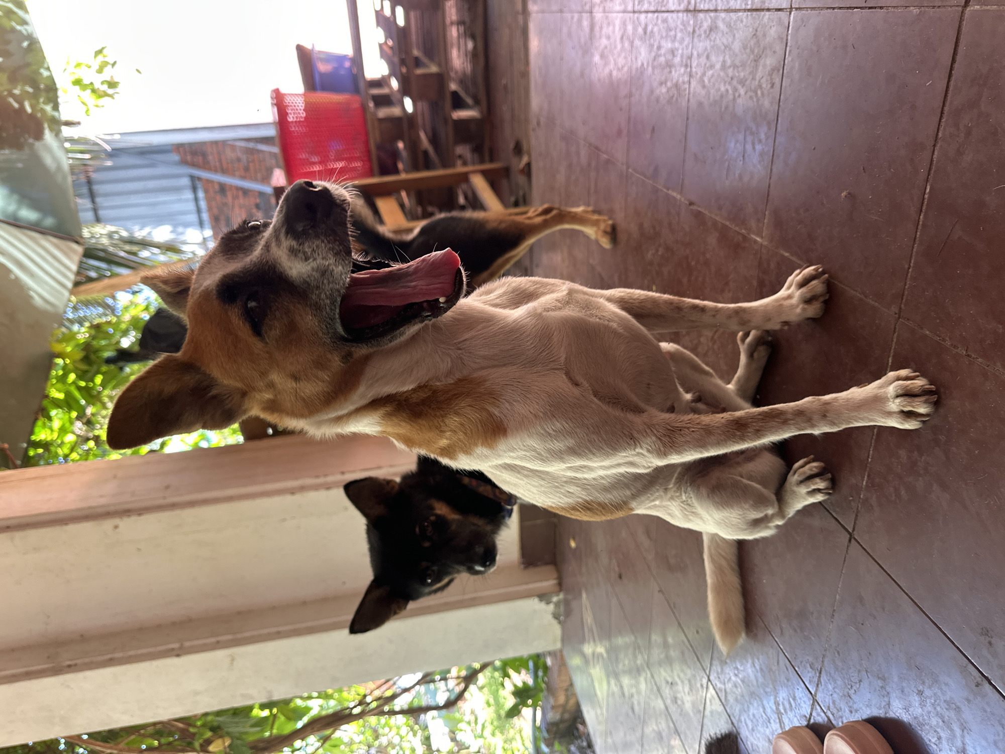 The image depicts two dogs on a tiled patio, likely outdoors in Mũi Né, Vietnam. In the foreground, a medium-sized dog with tan and white fur is sitting and yawning widely, revealing its pink tongue and teeth. Its head is tilted slightly to the side. Behind it, a smaller black dog is partially visible, peeking out from behind the larger dog's back. The background shows a building with columns, foliage, and what appears to be a corrugated metal roof and some wooden structures. There are also a few red and blue plastic containers on a shelf in the background. The lighting suggests it is daytime, possibly a sunny afternoon. The overall scene is casual and domestic, capturing a moment of rest or relaxation.