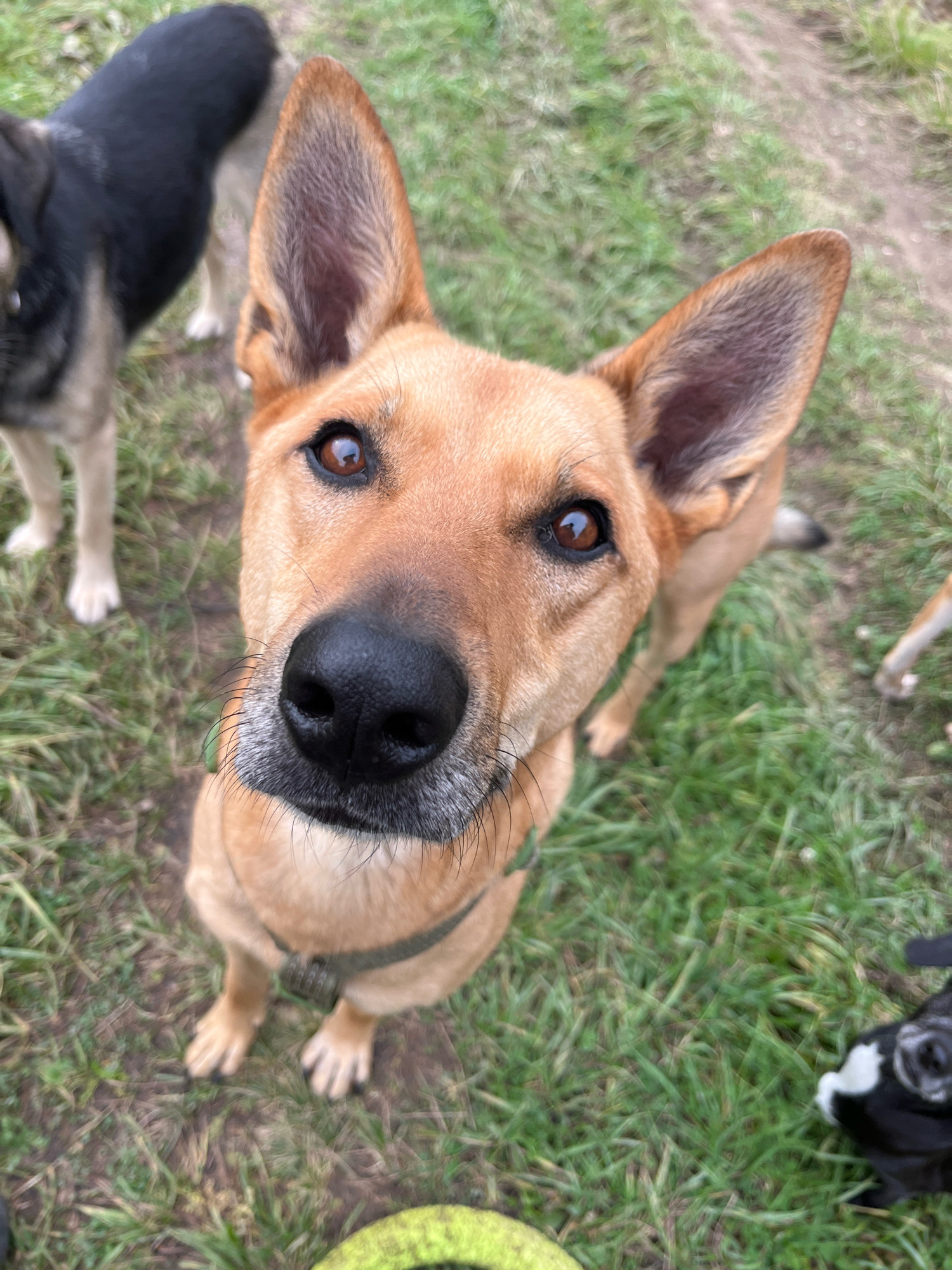 In an outdoor setting, likely a park or yard with patchy grass and dirt paths, a tan-colored dog with large, alert ears and dark brown eyes is the primary subject, facing the camera directly and positioned in the foreground. Its nose is prominent, black and wet. A green harness is visible around its neck. Behind this dog, another dog with black and tan fur is partially visible, standing to the left. Further in the background, another dog with white and black markings is slightly out of focus on the right, and a blurry glimpse of a yellow toy is in the lower center of the frame. The image is a close-up, with the main dog's face taking up a significant portion of the frame, suggesting a candid or playful moment. The location is identified as Nizhny Tagil, Russia.