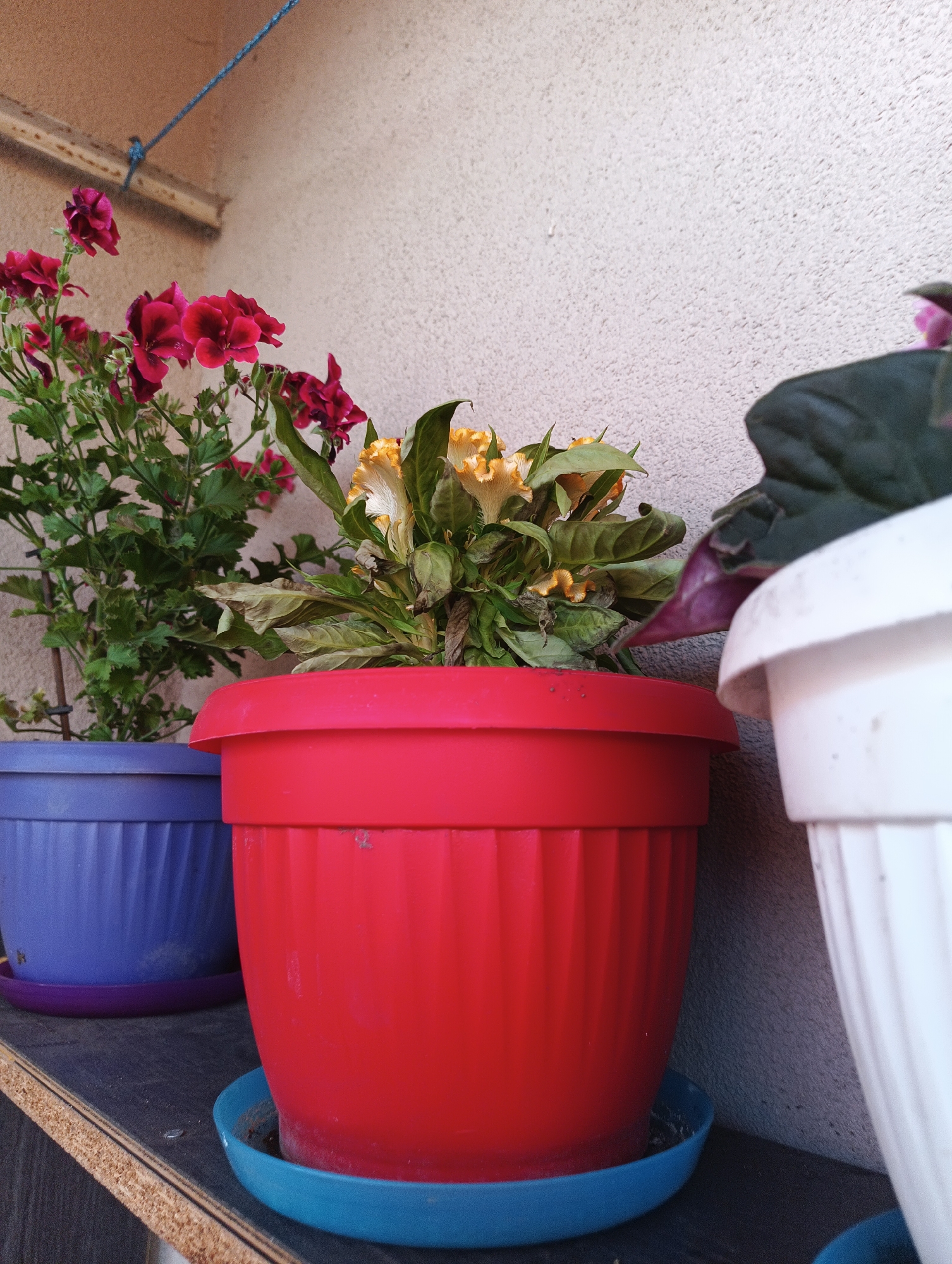 In the city of Karnobat, Bulgaria, on a wooden shelf against a textured off-white wall, are three potted plants. The leftmost pot is blue and holds a plant with numerous small, dark pink flowers and green leaves. Next to it, a large red pot contains a plant with wilted, yellowing leaves and some dried, yellow, feathery flower heads. To the right of the red pot, a white pot is partially visible, containing a plant with dark green leaves and a hint of purple foliage. A blue saucer sits beneath the red pot, and a purple saucer beneath the blue pot. A thin blue cord is visible in the upper left corner, attached to a light brown beam.