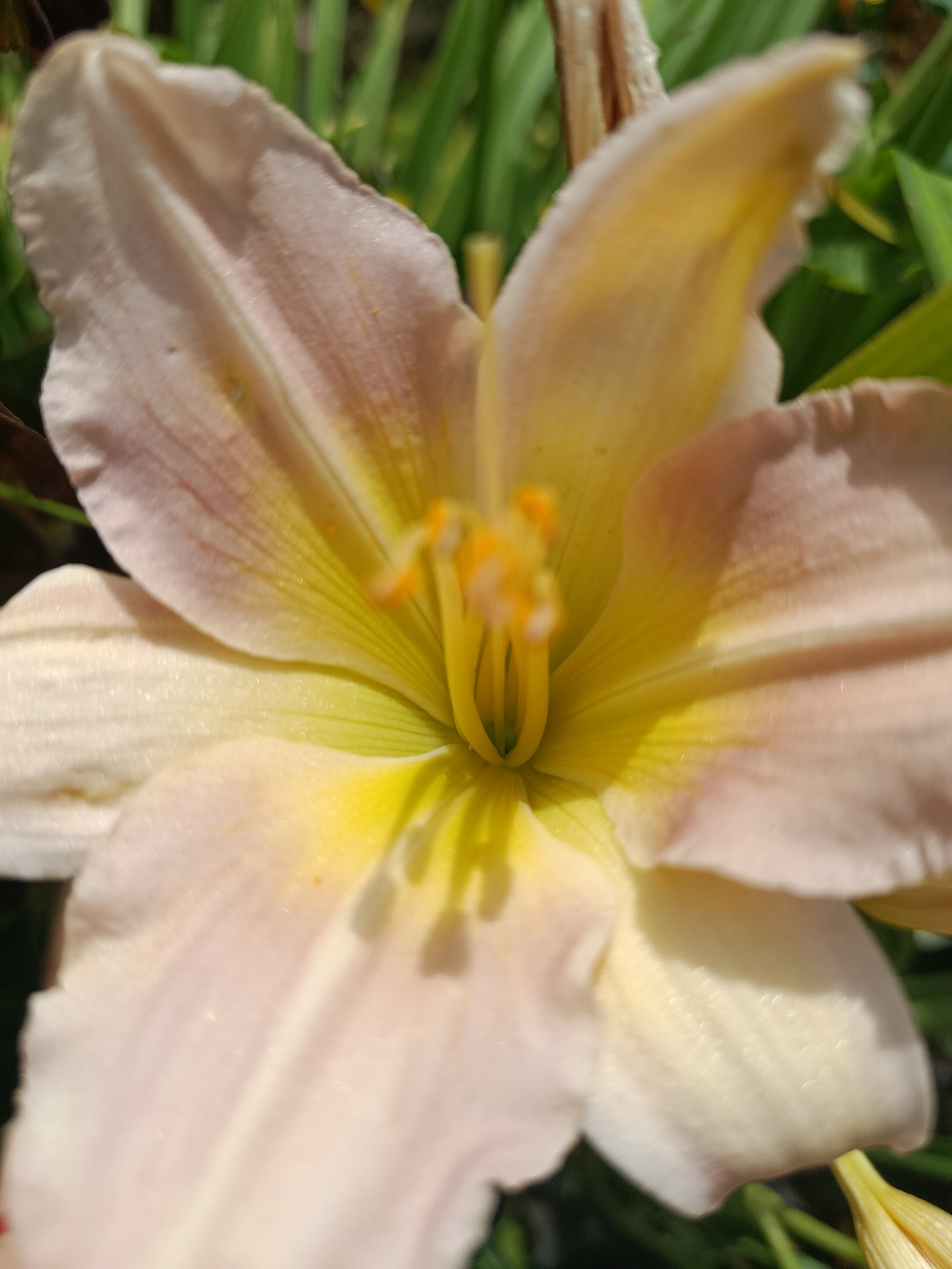 This is a close-up, low-angle, outdoor, daylight photograph of a light pink and yellow daylily in bloom. The flower is the primary subject and fills most of the frame. The petals are broad and slightly ruffled, with delicate veins visible. The center of the flower features bright yellow stamens and pistil. The background consists of blurred green foliage, suggesting a garden or natural setting. The lighting indicates it is daytime, with the sun casting highlights on the flower petals, creating a shimmering effect. There is no text visible in the image. The setting is implied to be Chik, Russia, based on the provided context. No people or specific events are depicted. The overall mood is one of natural beauty and tranquility.