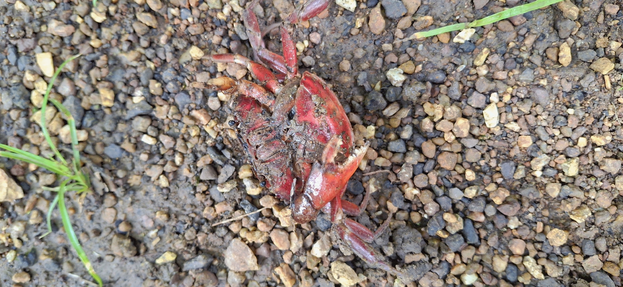 In Vallecito, Venezuela, a deceased red crab lies on a surface covered with small, multi-colored pebbles and dirt. The crab, partially obscured by mud, exhibits its characteristic red carapace and limbs. Blades of green grass are visible amongst the pebbles, suggesting an outdoor, possibly natural or semi-natural environment. The scene appears still and devoid of any human presence or activity.