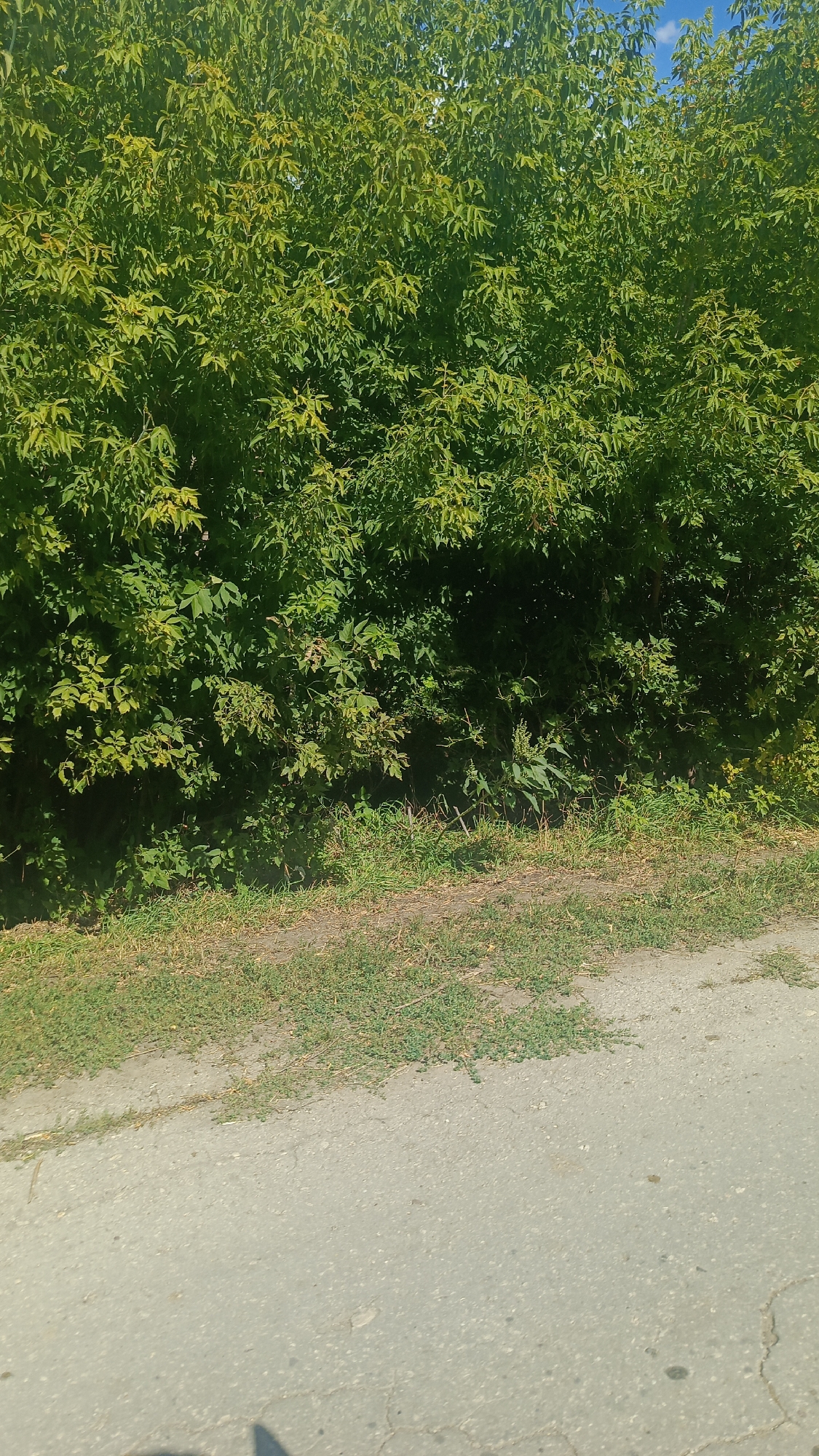 The image shows a dense green tree line with a paved surface in the foreground. The trees are full of leaves and appear to be healthy. The paved surface is a light gray color and shows some signs of wear, with cracks visible. The ground next to the pavement is covered with dry grass and dirt. The sky is visible above the trees, and it appears to be a clear blue. The scene suggests an outdoor environment, possibly on the outskirts of a residential area. There are no people or animals visible in the image, and no specific objects of interest are present beyond the natural elements and the paved surface. The lighting indicates it is daytime.
