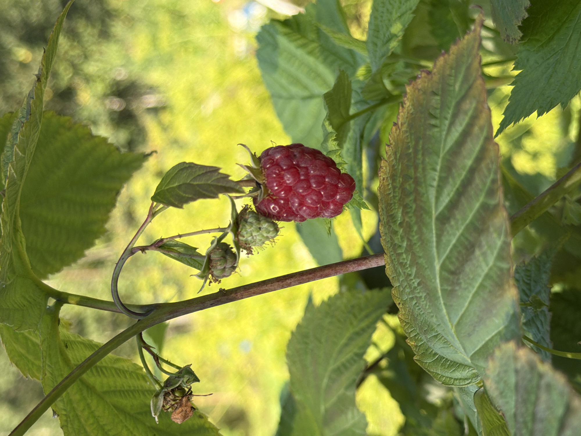 A close-up, eye-level shot focuses on a ripe red raspberry hanging from its stem. The raspberry is plump and segmented, with a few green leaves and developing berries visible in the background. The scene is set outdoors with a blurred green and yellow background, suggesting a garden or natural environment. There are no people or animals present in the image, and no specific landmarks indicate a location in Pokrov, Russia. The lighting is natural, with sunlight filtering through the leaves, creating soft highlights and shadows. The focus is sharpest on the raspberry, with the surrounding foliage becoming progressively softer.