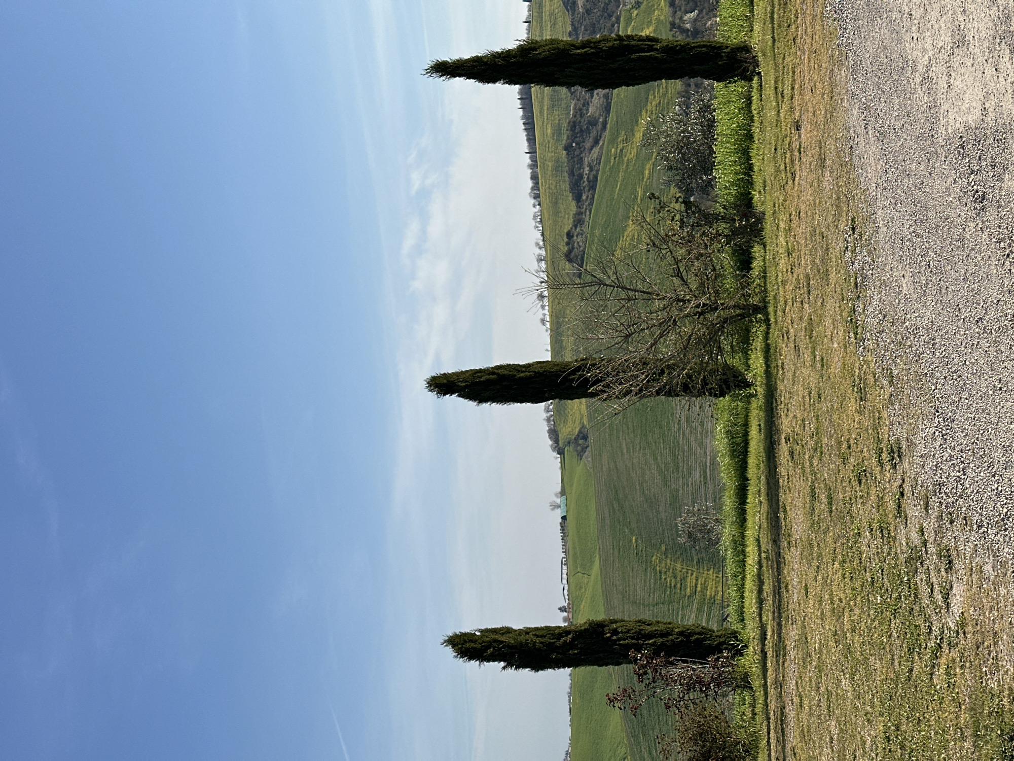 The image depicts a rural landscape in Montalcino, Italy, under a clear blue sky featuring wispy white clouds and a faint contrail in the upper left. The foreground comprises a gravel path on the right, transitioning to patchy green grass and dry soil on the left. Three tall, slender, dark green Italian cypress trees are positioned vertically: one on the far left, one slightly right of center, and one on the far right. Smaller bushes, some with reddish-brown foliage and others appearing deciduous and bare, are interspersed between the cypress trees. The midground and background consist of rolling green agricultural hills, displaying distinct cultivation patterns and scattered patches of yellow flowers. On a distant hilltop, a cluster of white buildings with green roofs is visible, accompanied by a separate, large green structure. A line of trees, including additional cypress, traces the ridgeline of more distant hills. No persons, animals, or active subjects are present in the scene.