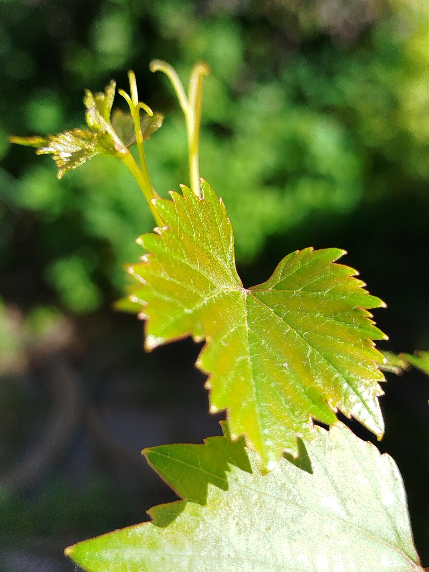 The image is a close-up photograph of a young green leaf, likely from a vine, with jagged edges. The leaf is the primary subject and is sharply in focus. Behind the leaf, the background is blurred, showing out-of-focus green foliage and dark shadows, suggesting an outdoor environment. The lighting appears to be natural sunlight, highlighting the veins and texture of the leaf. There are no people or specific landmarks visible. The location of Чкаловское Снт, Russia is not visually identifiable within the image itself.