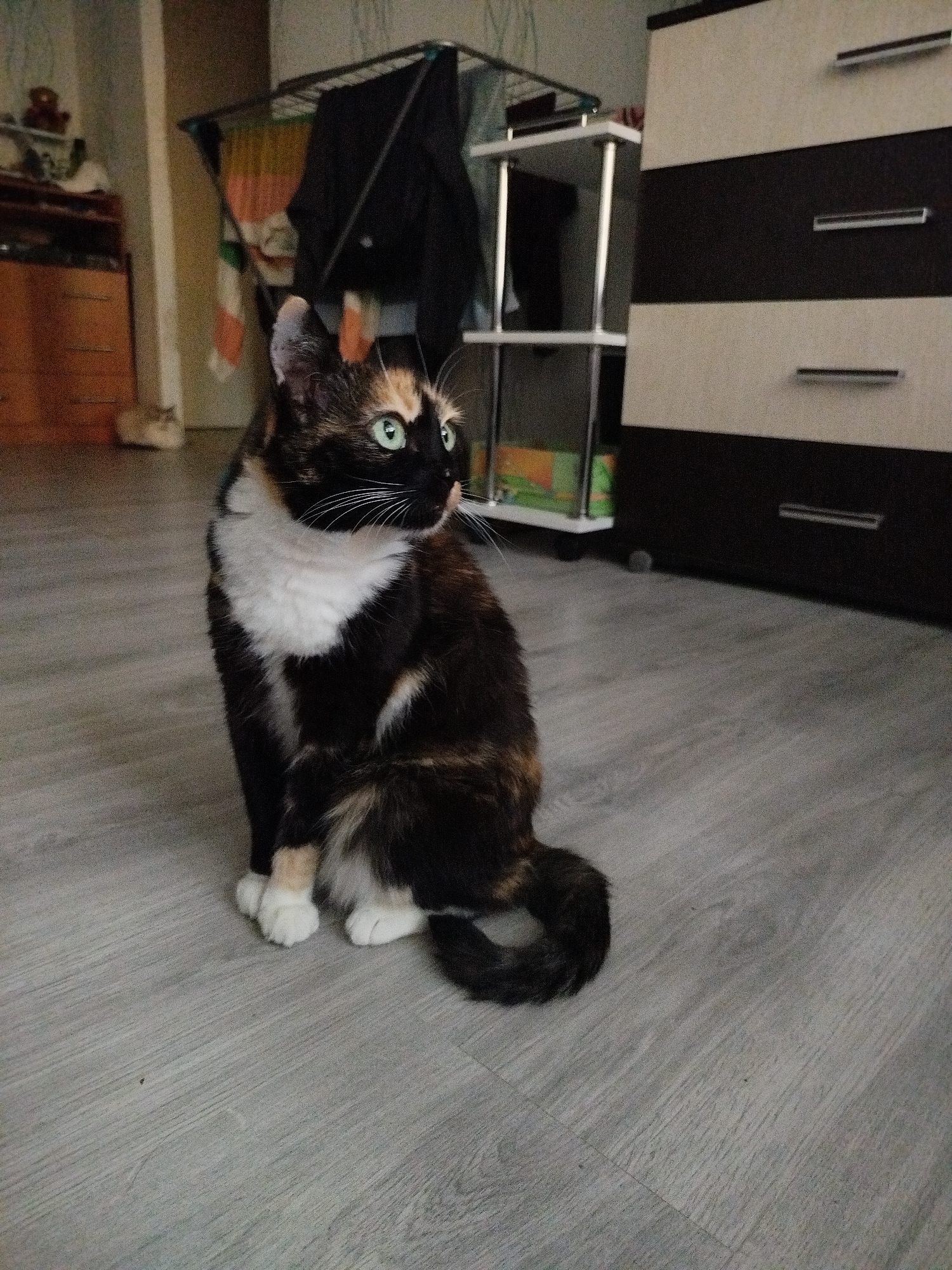 A tortoiseshell cat sits on a light-colored wooden floor, facing to the right of the frame. The cat has green eyes, a white chest, and patches of black, brown, and orange fur. Its front paws are white, and its tail curls around its body. In the background, there is a white and brown dresser with horizontal drawers on the right side of the image. To the left of the dresser, there is a white shelf unit with black and dark green clothing hanging on it. Further to the left, a wooden dresser with drawers is visible, and on top of it, a small teddy bear can be seen. The environment appears to be indoors, possibly a living room or bedroom.