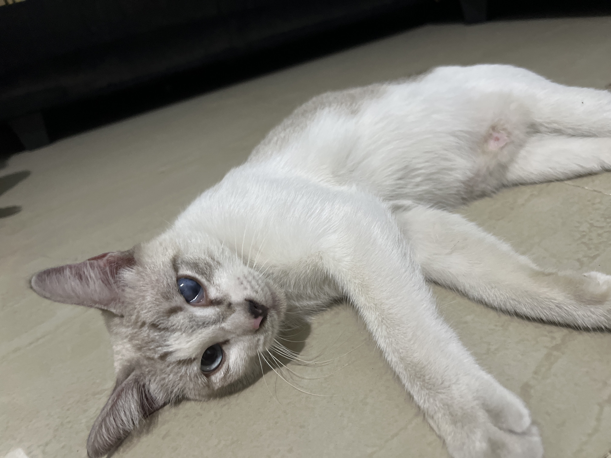 A light-colored cat with blue eyes is lying on its back on a tiled floor. The cat's fur is primarily white with some greyish-brown markings on its ears and face. Its eyes are open, and its mouth is slightly open, with its tongue sticking out. The cat is positioned in the center of the frame, with its paws extended. The background consists of a dark, out-of-focus area. The image appears to have been taken indoors in a residential setting within Klapanunggal, Indonesia.