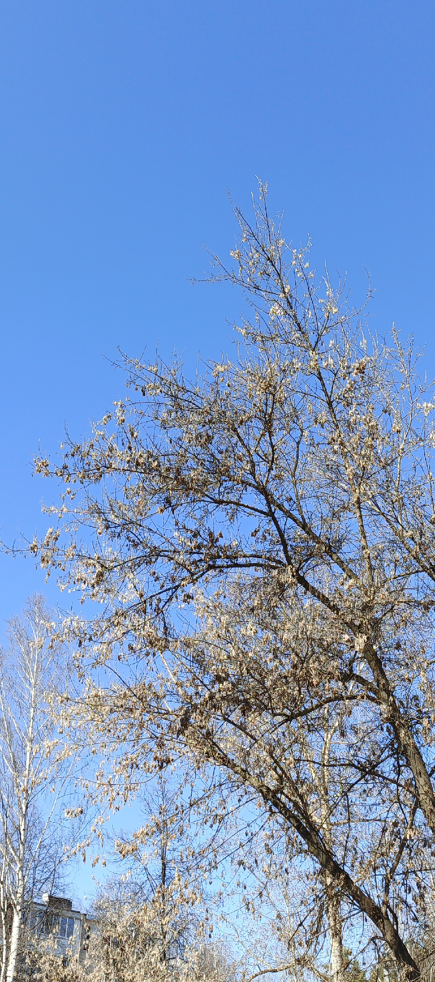 The image captures a serene outdoor scene dominated by the canopy of a large, bare deciduous tree against a clear, bright blue sky. The main tree, occupying the right and central portions of the frame, is covered with numerous small, light-brown seed pods or dried catkins clinging to its intricate network of branches and twigs. Its trunk, visible towards the bottom right, is dark and rugged.
To the left, a portion of another deciduous tree, possibly a birch, stands out with its lighter, almost white bark and delicate branches. Further in the background, several other bare trees are visible, adding depth to the scene. The sky overhead is a vibrant, cloudless blue, suggesting a clear and sunny day.
In the lower left quadrant, behind the lighter-barked tree, a part of a multi-story residential building can be seen. It features windows and a dark, possibly antenna-equipped, roofline. The overall impression is one of an urban or suburban park or residential area.
The absence of leaves on the trees, along with the presence of persistent seed structures, indicates that the photograph was taken during a transitional season like late autumn, winter, or early spring. The lighting suggests it is daytime, likely morning or afternoon. There is no human activity depicted, and no visible text in the image. The scene is consistent with a location in Chaikovsky, Russia, given the common tree types and urban setting.