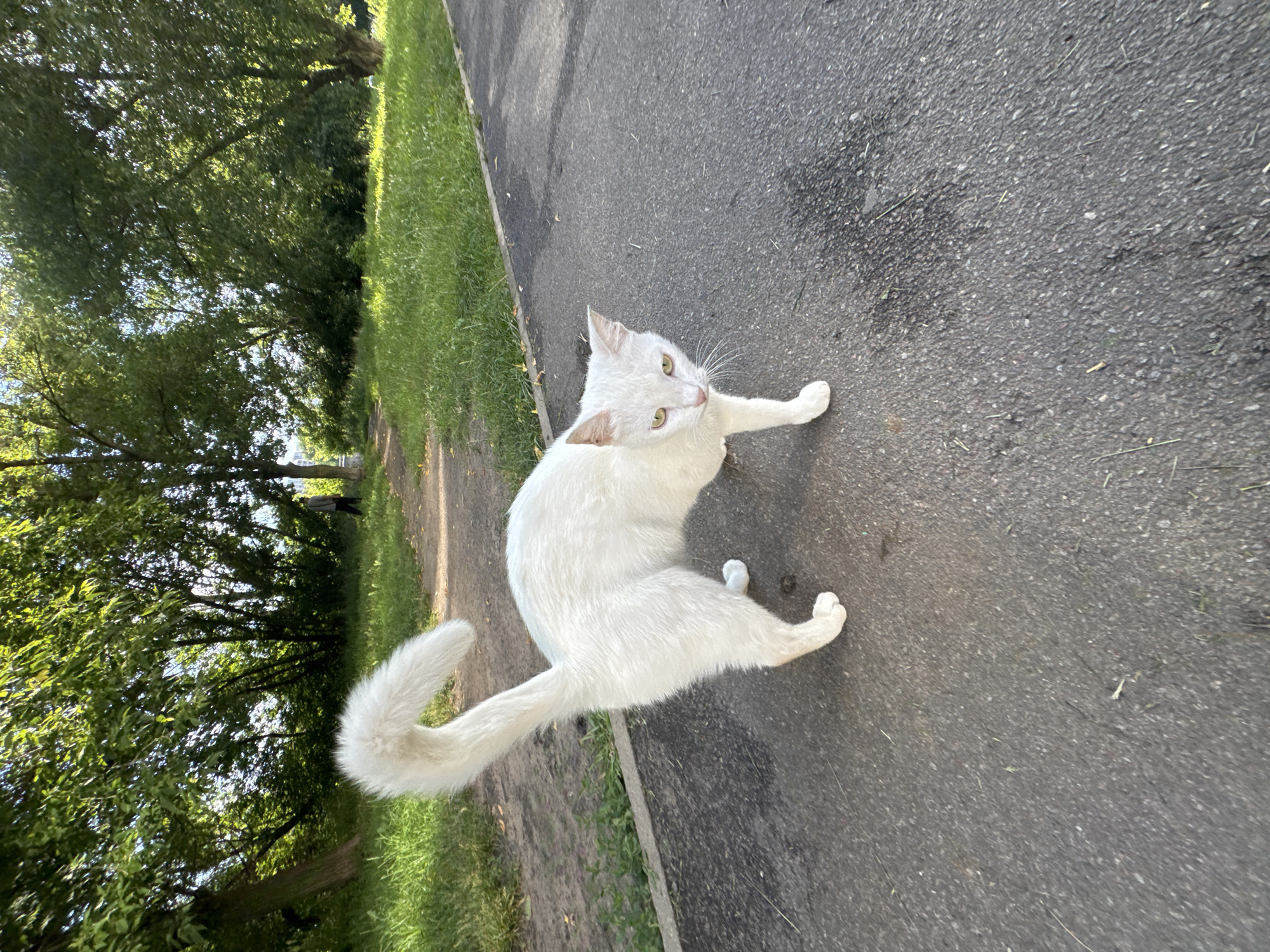 A white cat with green eyes is sitting on an asphalt path in a park. The cat is looking upwards and to its right, with one paw extended. The background shows a grassy area with trees and sunlight filtering through the leaves. The time of day appears to be afternoon, given the bright sunlight. The weather seems to be warm and pleasant. The setting is a park, possibly in Stary Oskol, Russia, as indicated by the location context. There is no visible text in the image. The cat appears relaxed and curious, observing something beyond the frame.