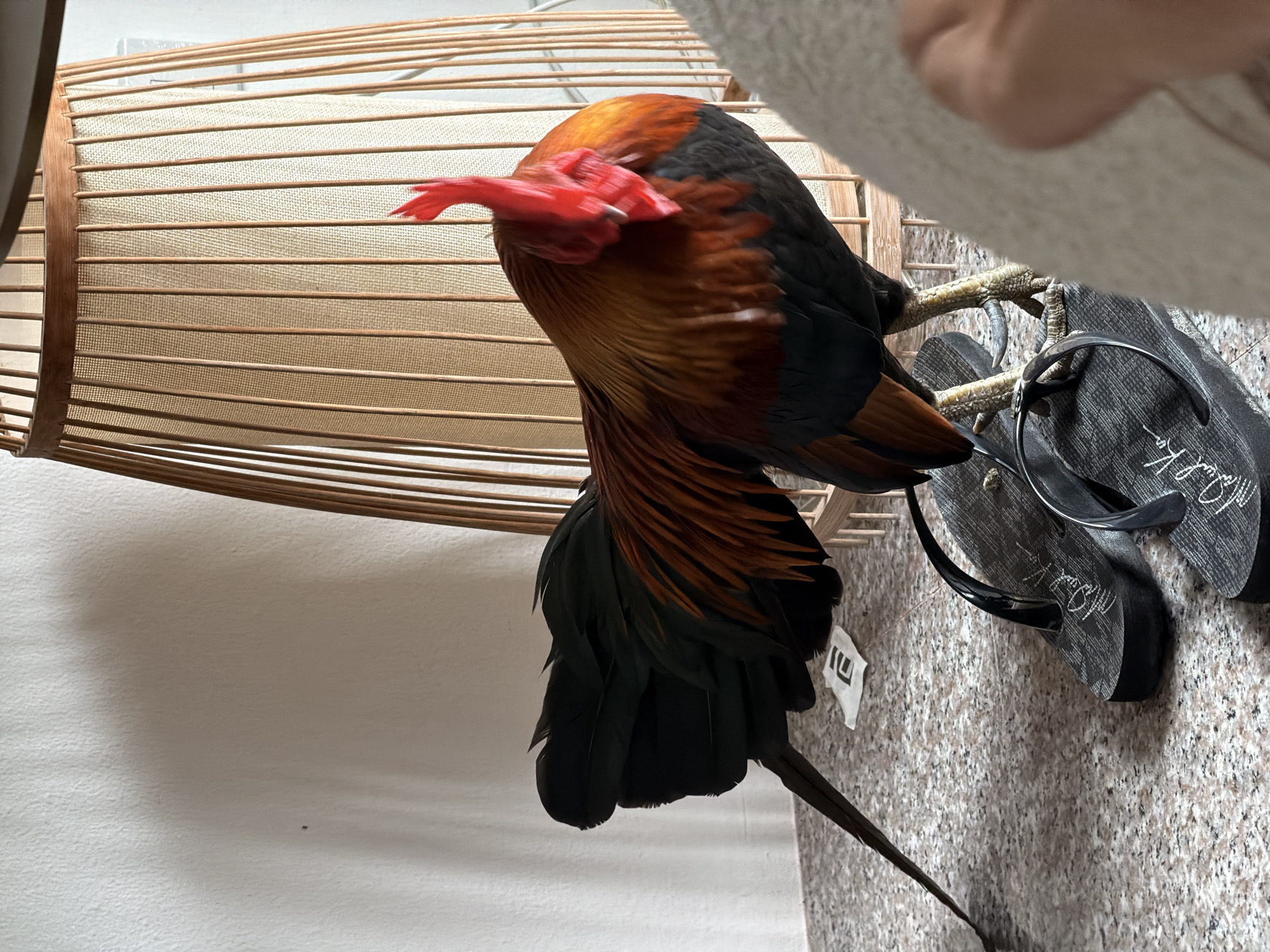 A rooster stands on a pair of black flip-flops in what appears to be an indoor setting, possibly a home or resort room in Ko Samui District, Thailand. The rooster has vibrant red comb and wattles, with feathers of iridescent orange, brown, and black. It is positioned in front of a tall, cylindrical lampshade made of light-colored woven material and wooden slats. The floor has a speckled, granite-like pattern. A white wall is visible in the background, with a shadow cast by the lampshade. A small, white object with a black symbol is on the floor near the rooster's tail. A blurred hand is visible in the lower right corner of the frame, suggesting a person is taking the photo. The overall scene suggests a casual, possibly tropical environment.