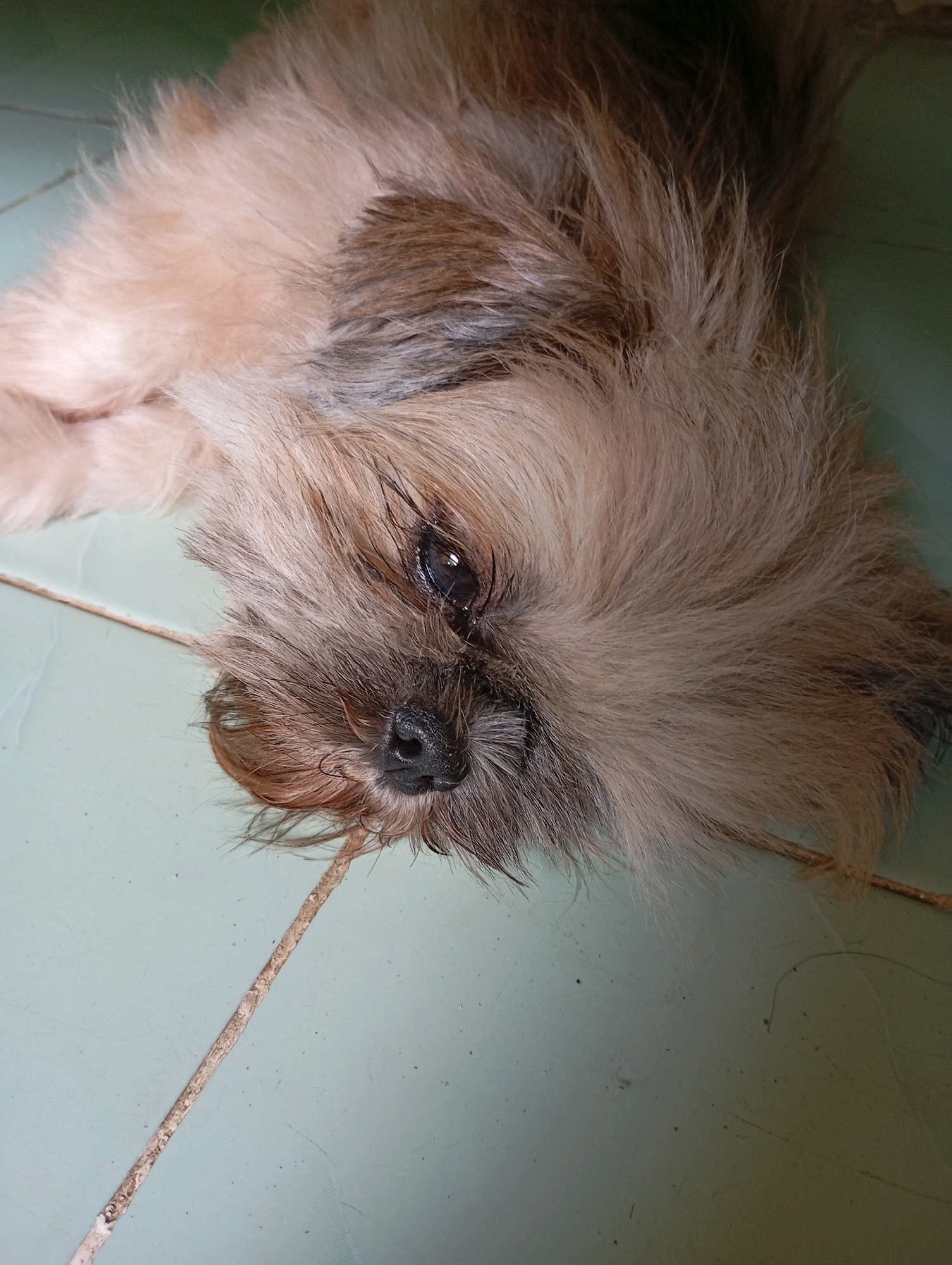 A small, shaggy dog with tan and brown fur lies on its side on a pale green tiled floor. The dog's head is turned towards the camera, and its dark eyes are visible. A thin, light-colored grout line runs diagonally across the floor in front of the dog. The scene appears to be indoors. This image was taken in Balikpapan, Indonesia.