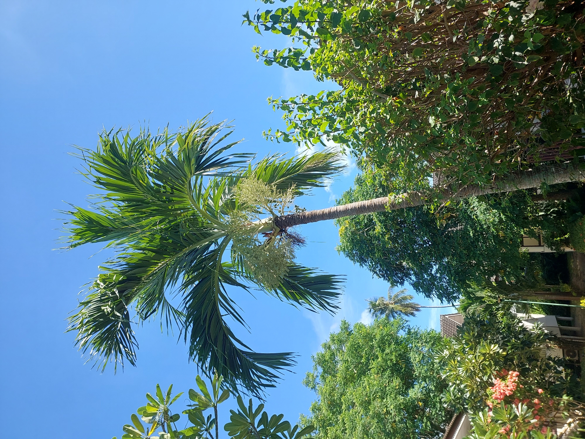 The image displays a sunny day in Baan Mae Nam, Thailand, with a clear blue sky dominating the upper portion of the frame. Lush green foliage fills the majority of the image, with several prominent trees, including a tall palm tree with its fronds extending towards the sky. The palm tree has a rough, segmented trunk and a cluster of light green, feathery growths near its crown, possibly flowers or young fruit.
In the background, glimpses of buildings with tiled roofs suggest a residential or resort area. The sunlight casts shadows, indicating a bright, possibly midday, time. The overall scene evokes a sense of tropical tranquility and warmth. No people are visible in the image, and there is no visible text. The vibrant greenery and the clear sky point to good weather.