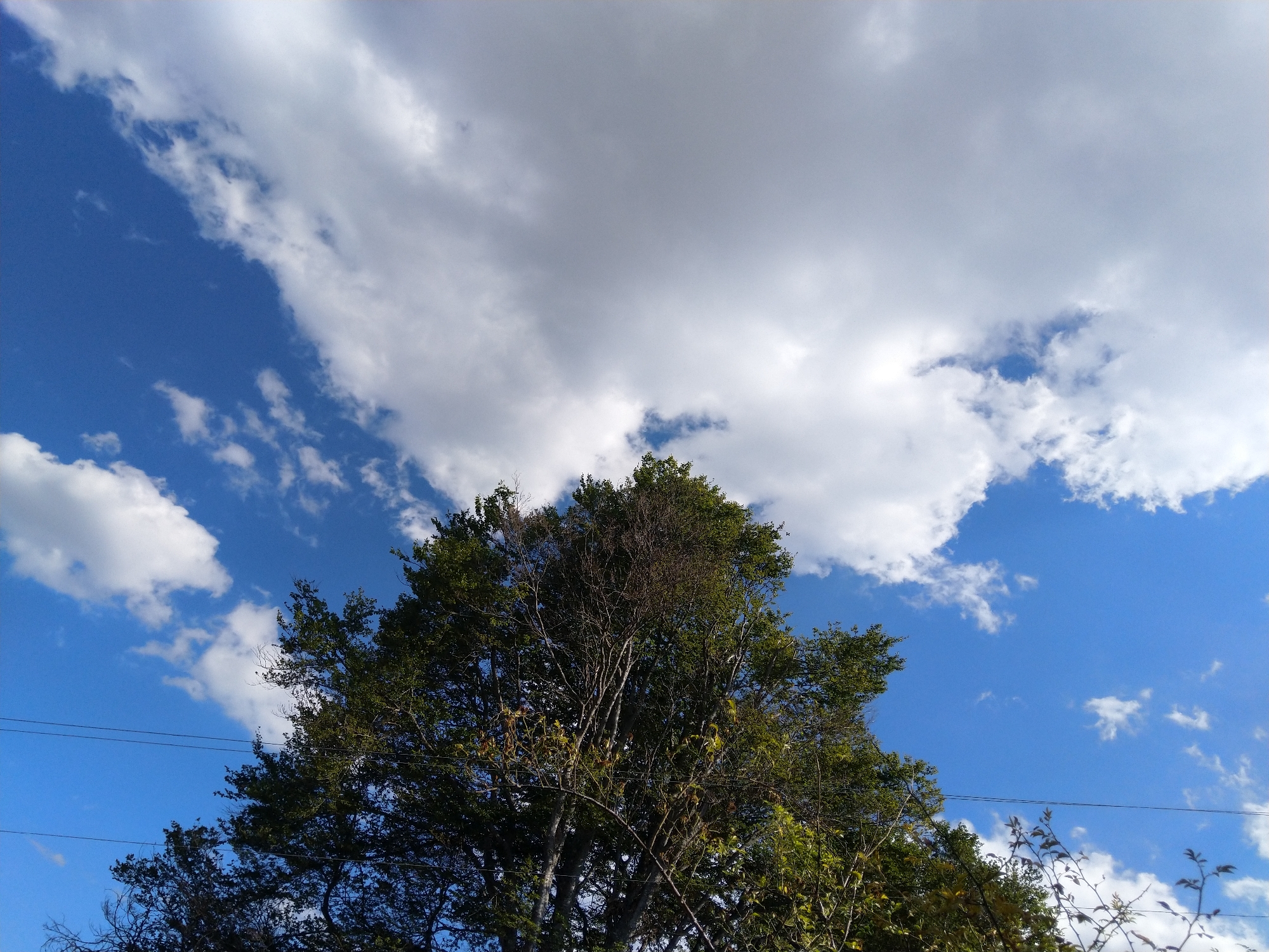 The image displays a sky with scattered white and gray clouds against a bright blue backdrop. In the foreground, the upper branches of a large deciduous tree dominate the lower portion of the frame, its green and brown foliage partially obscuring the sky. Several horizontal power lines are visible strung across the lower part of the image. The scene appears to be an outdoor setting, possibly a park or a residential area, in Bogoslov, Bulgaria.